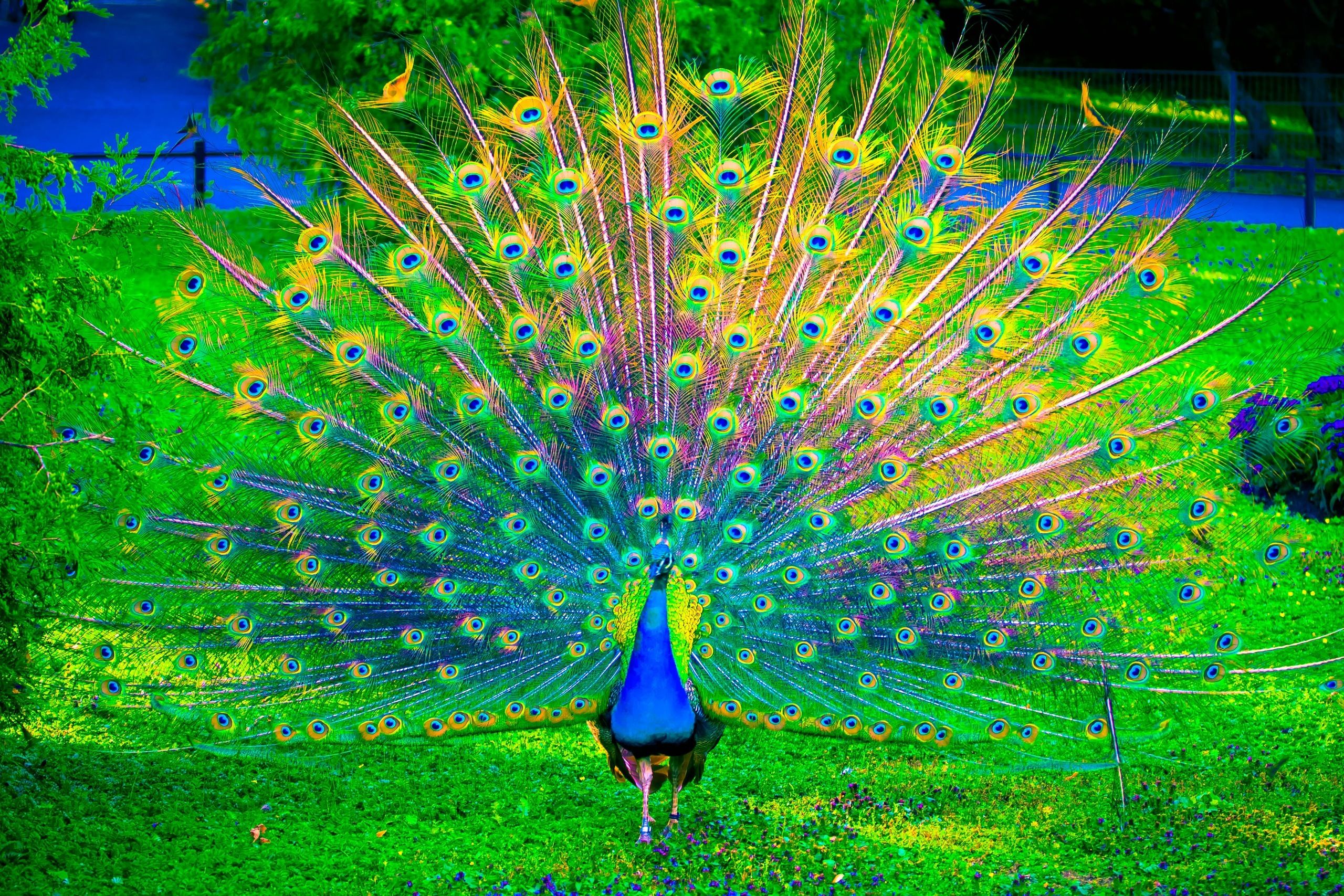 peacock photos download
