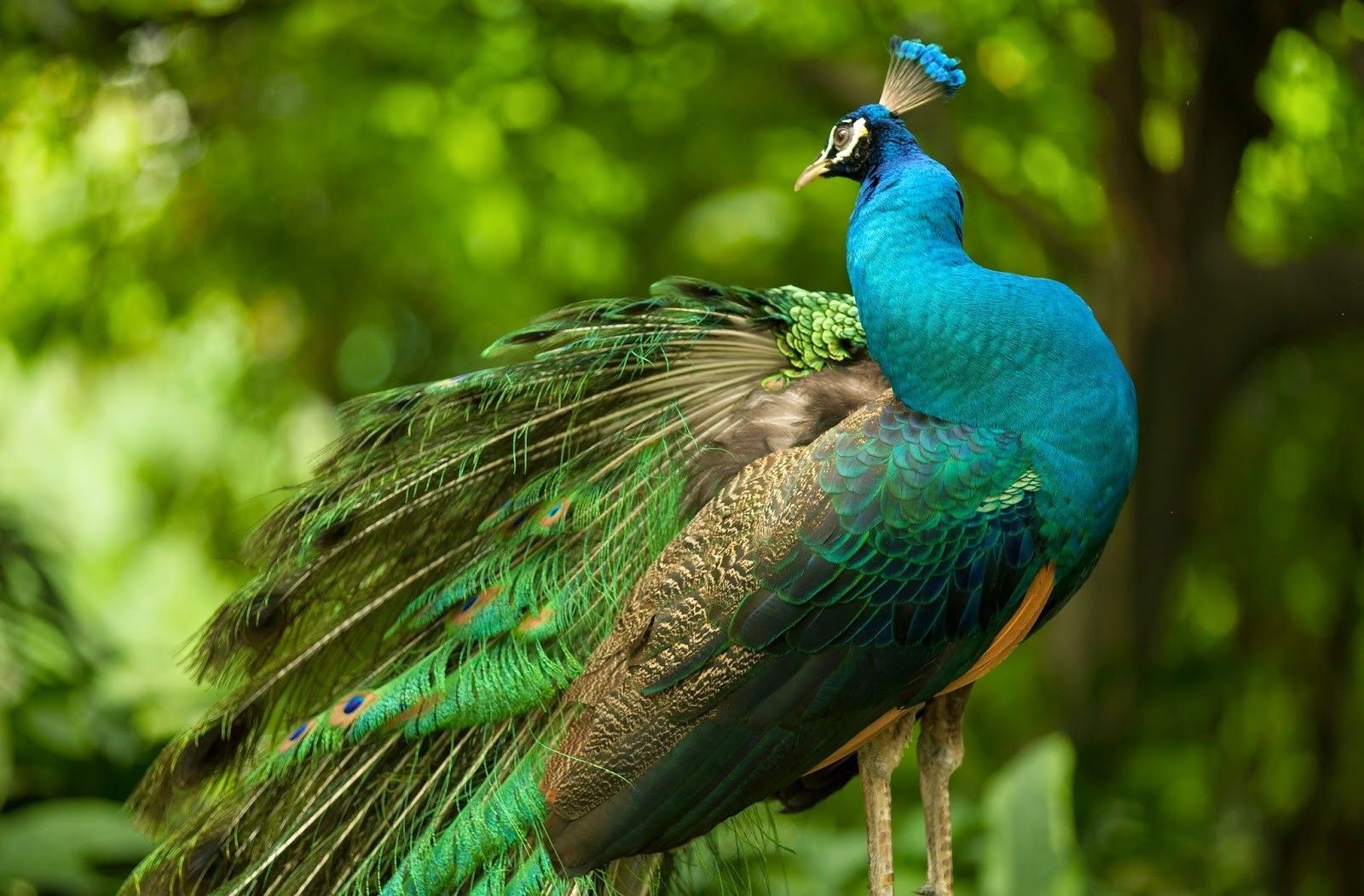 peacock photo gallery