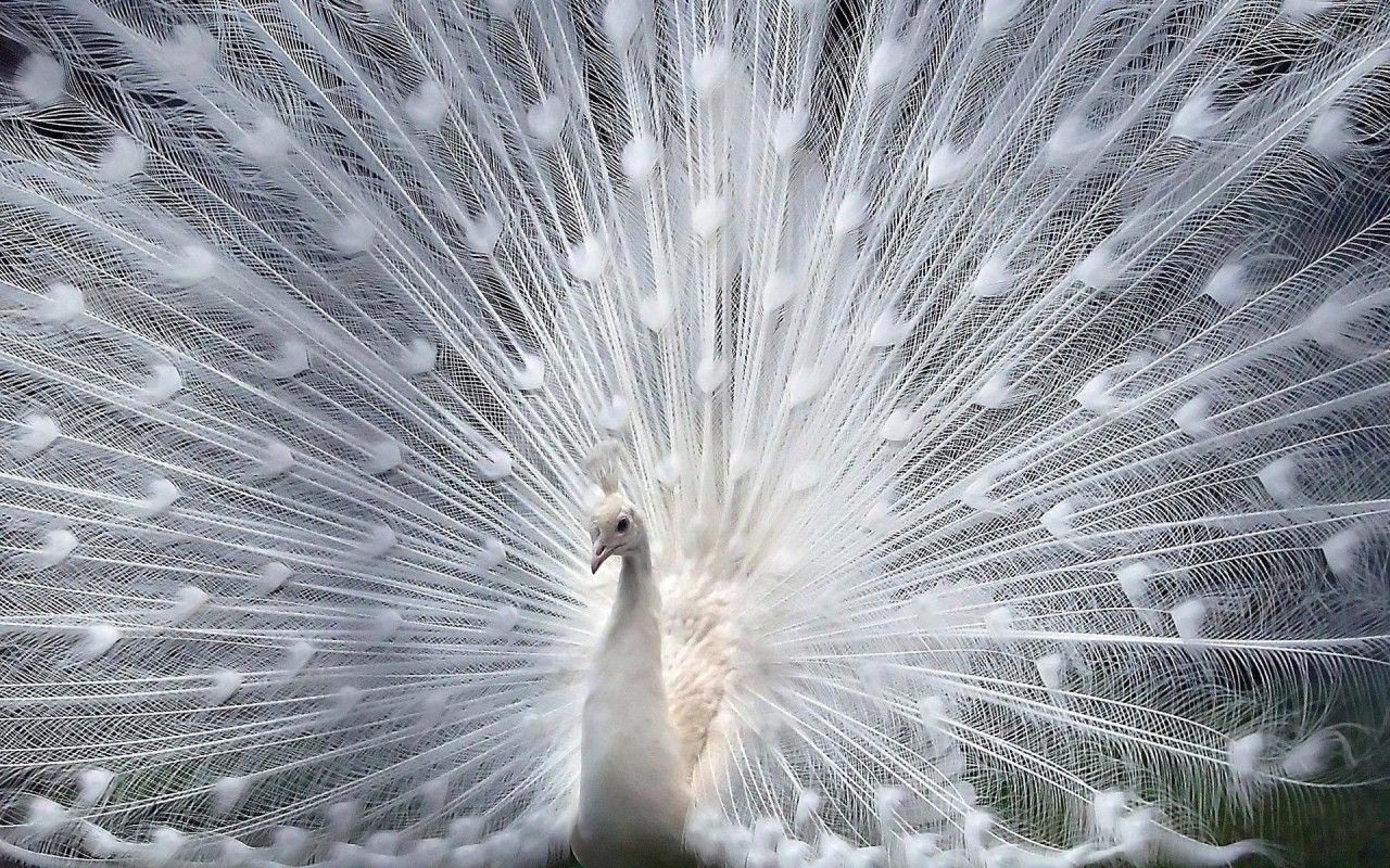 peacock bird images