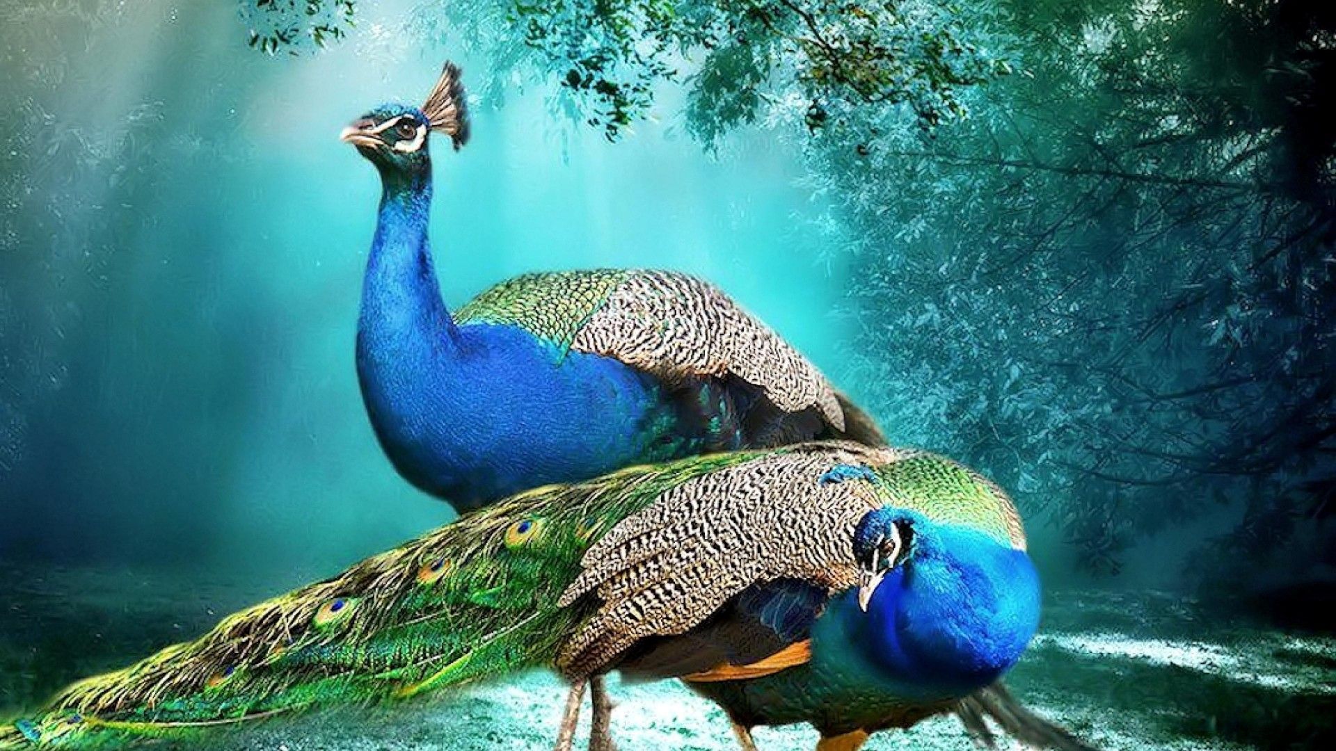 peacock images free hd