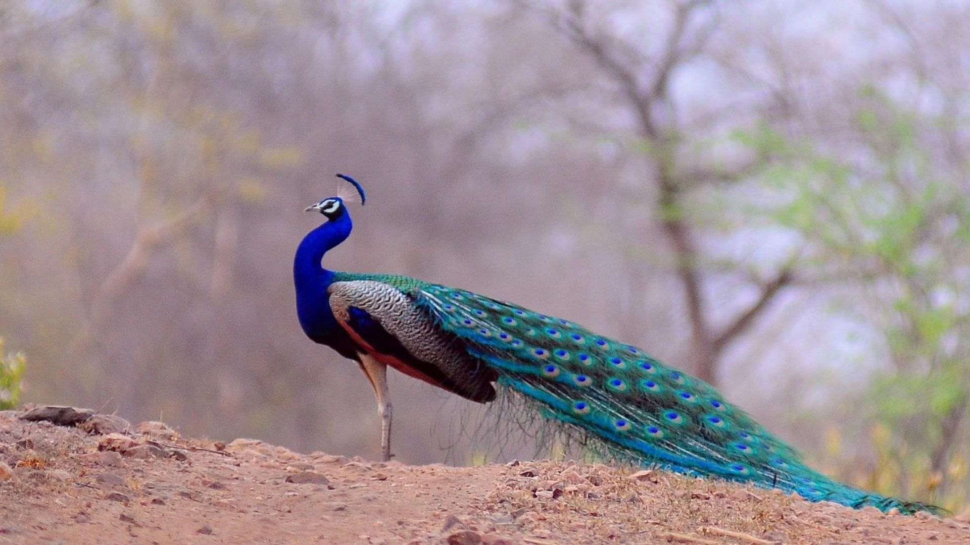 peacock bird pictures