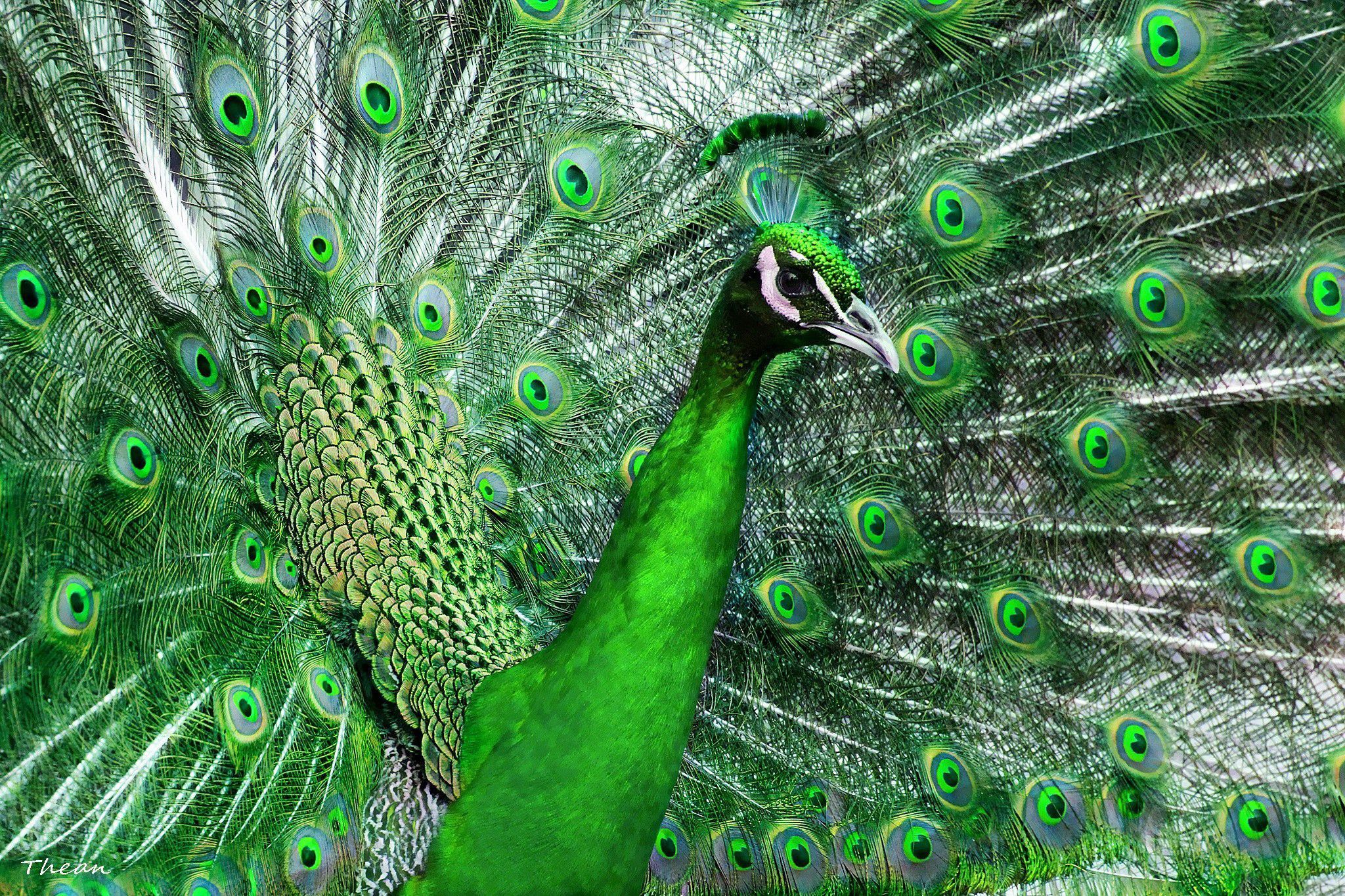 www.peacock images