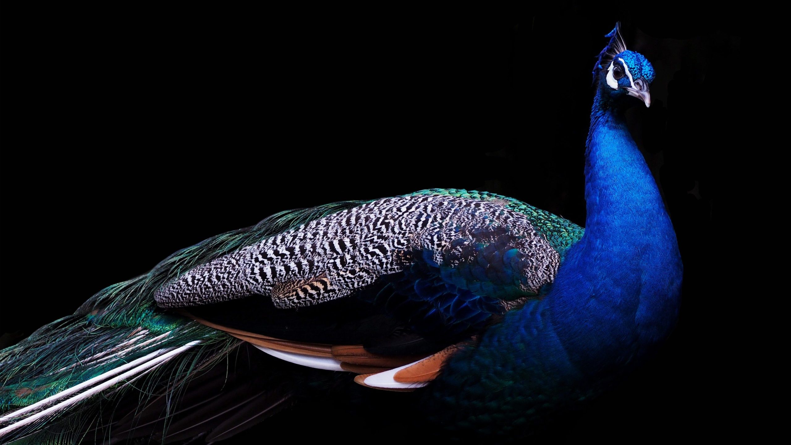 peacock image free download