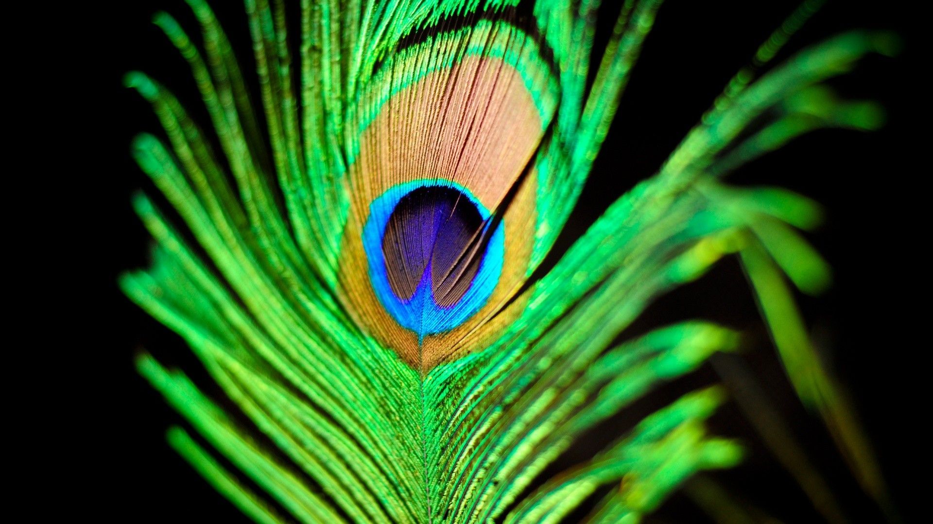 peacock feather wallpapers