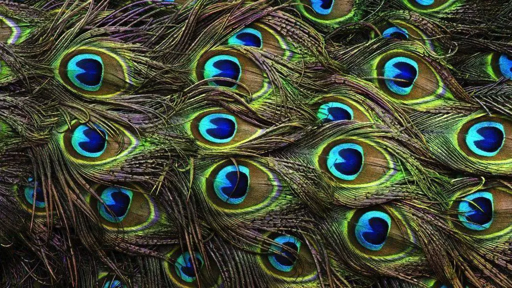 beautiful peacock images