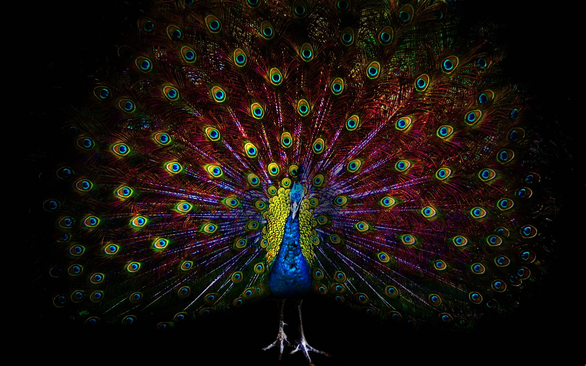 peacock background hd