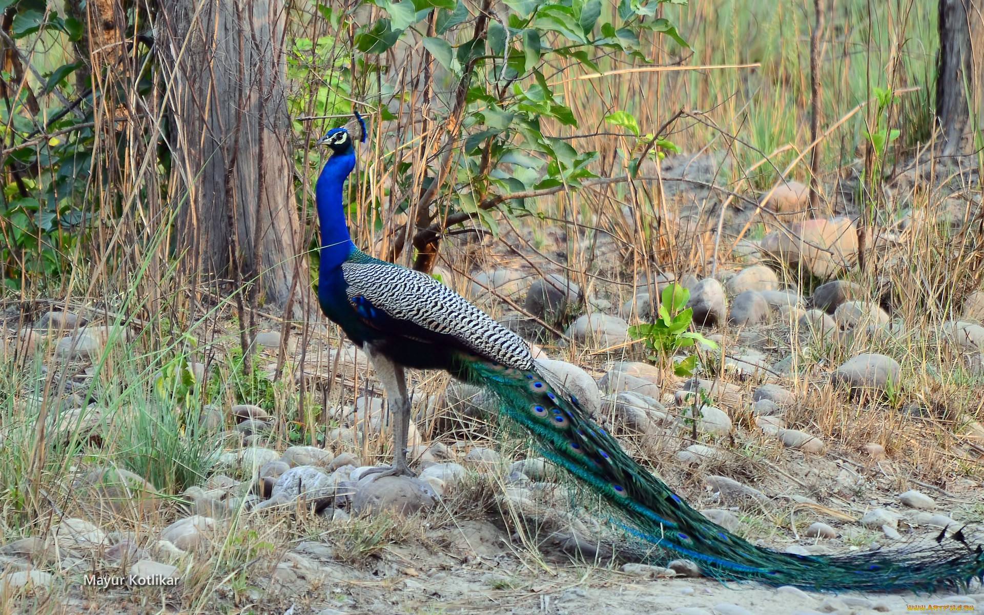 peacock pictures download