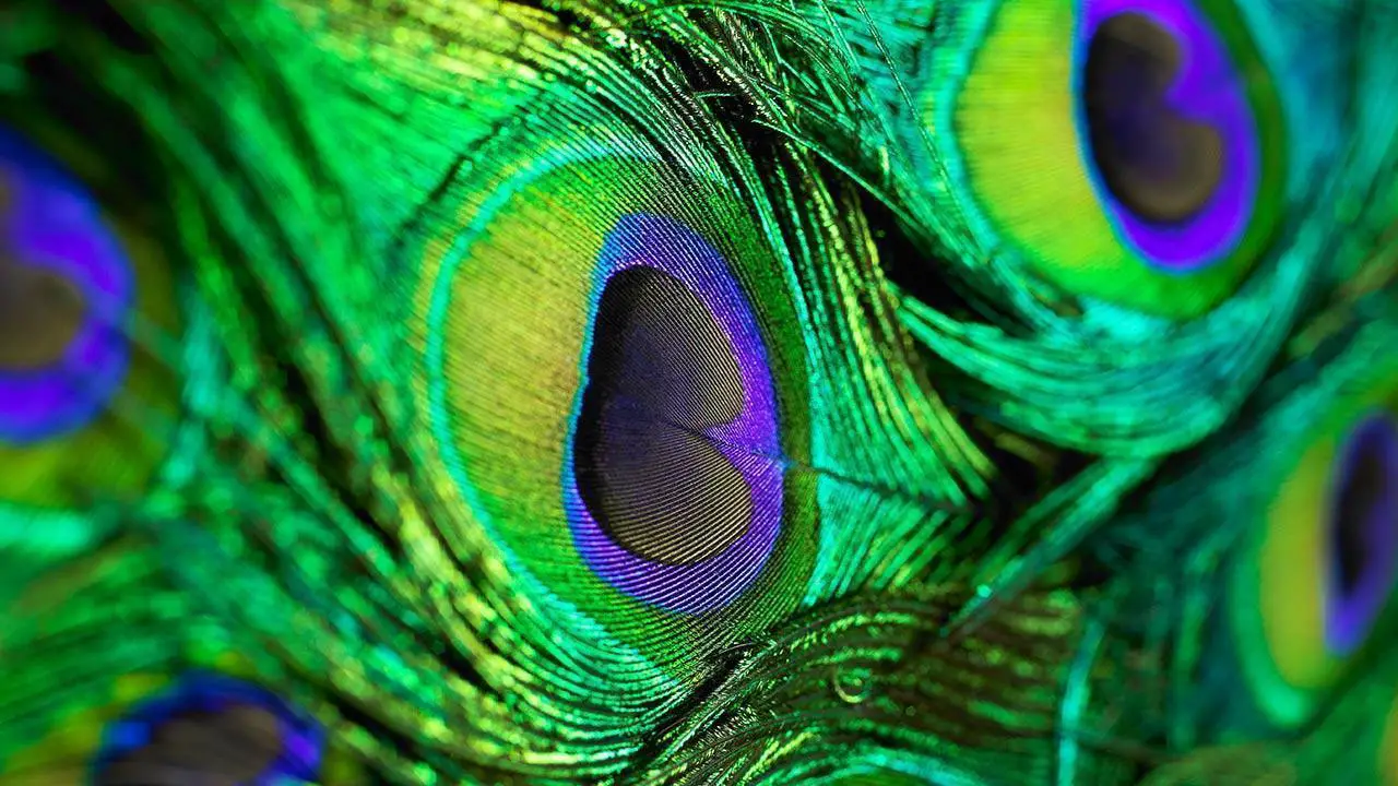 peacock photos free