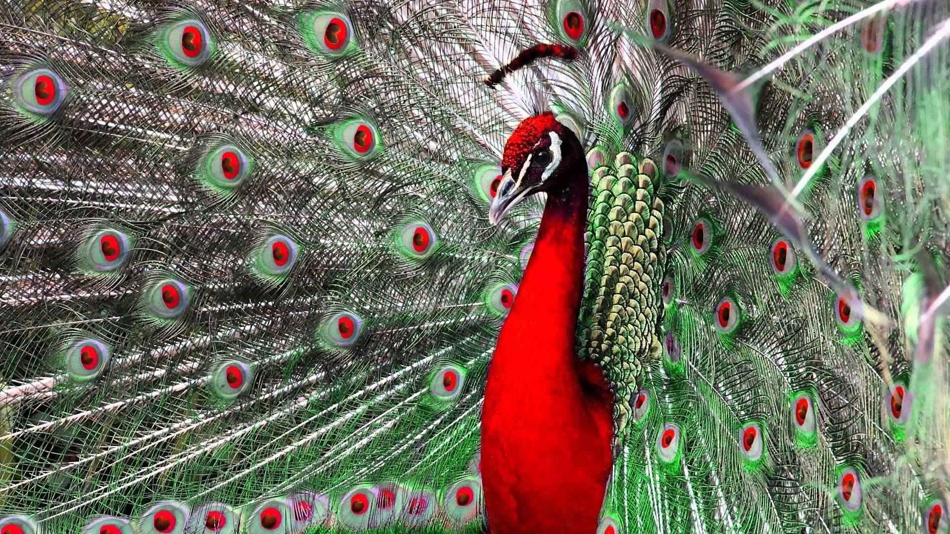 beautiful peacock images hd