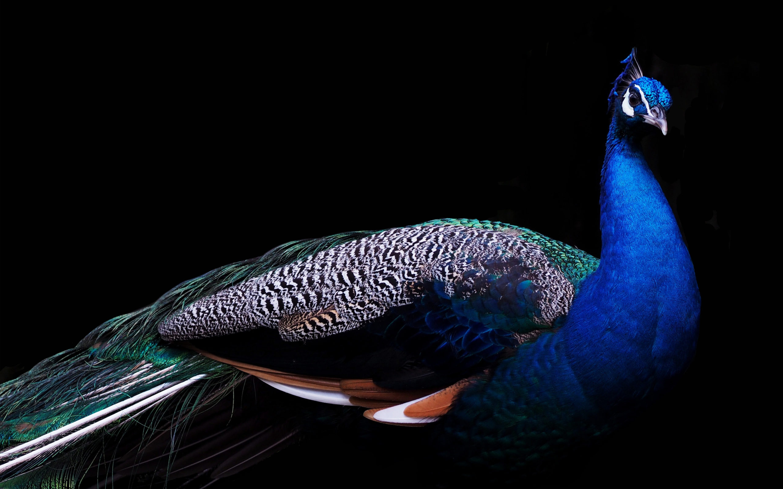 download peacock images