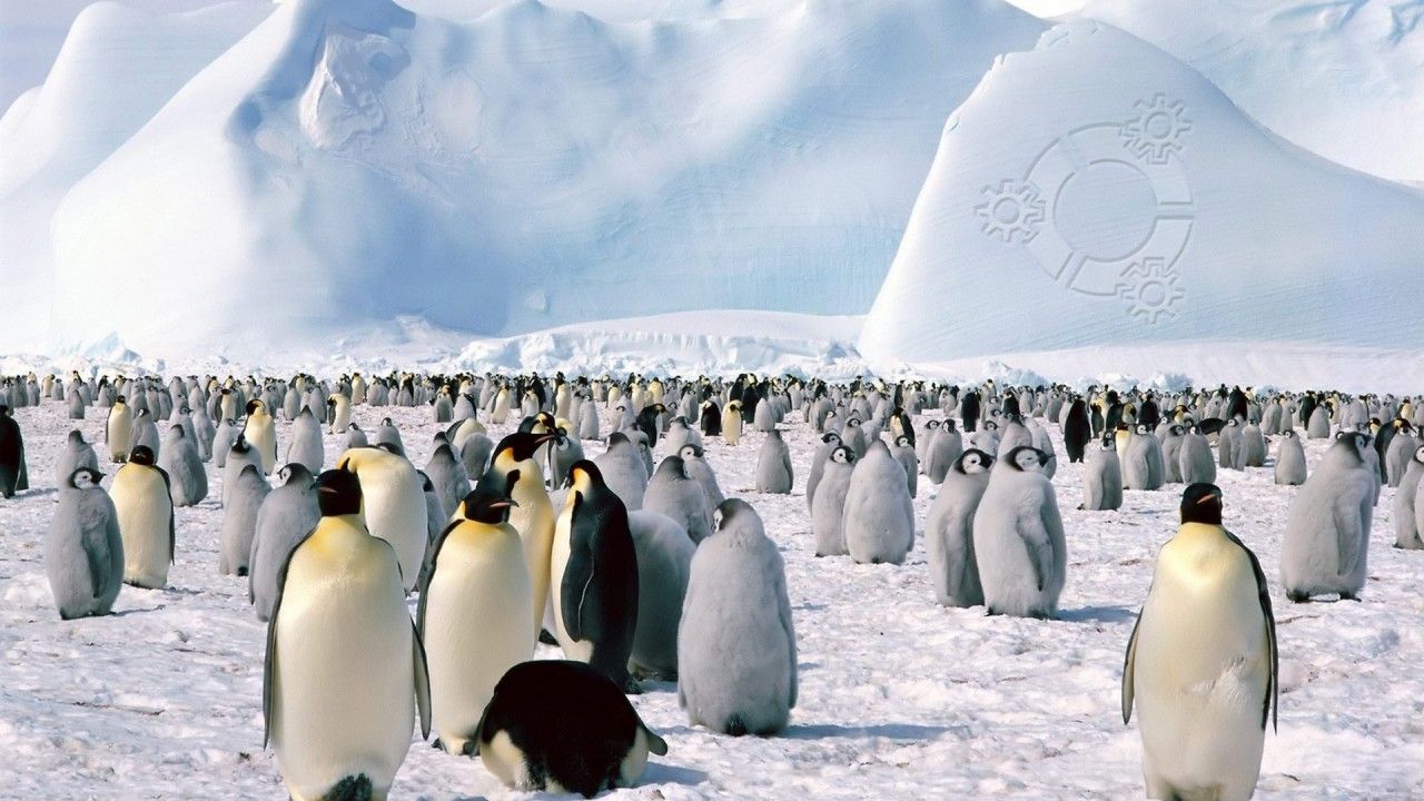 penguin backround
