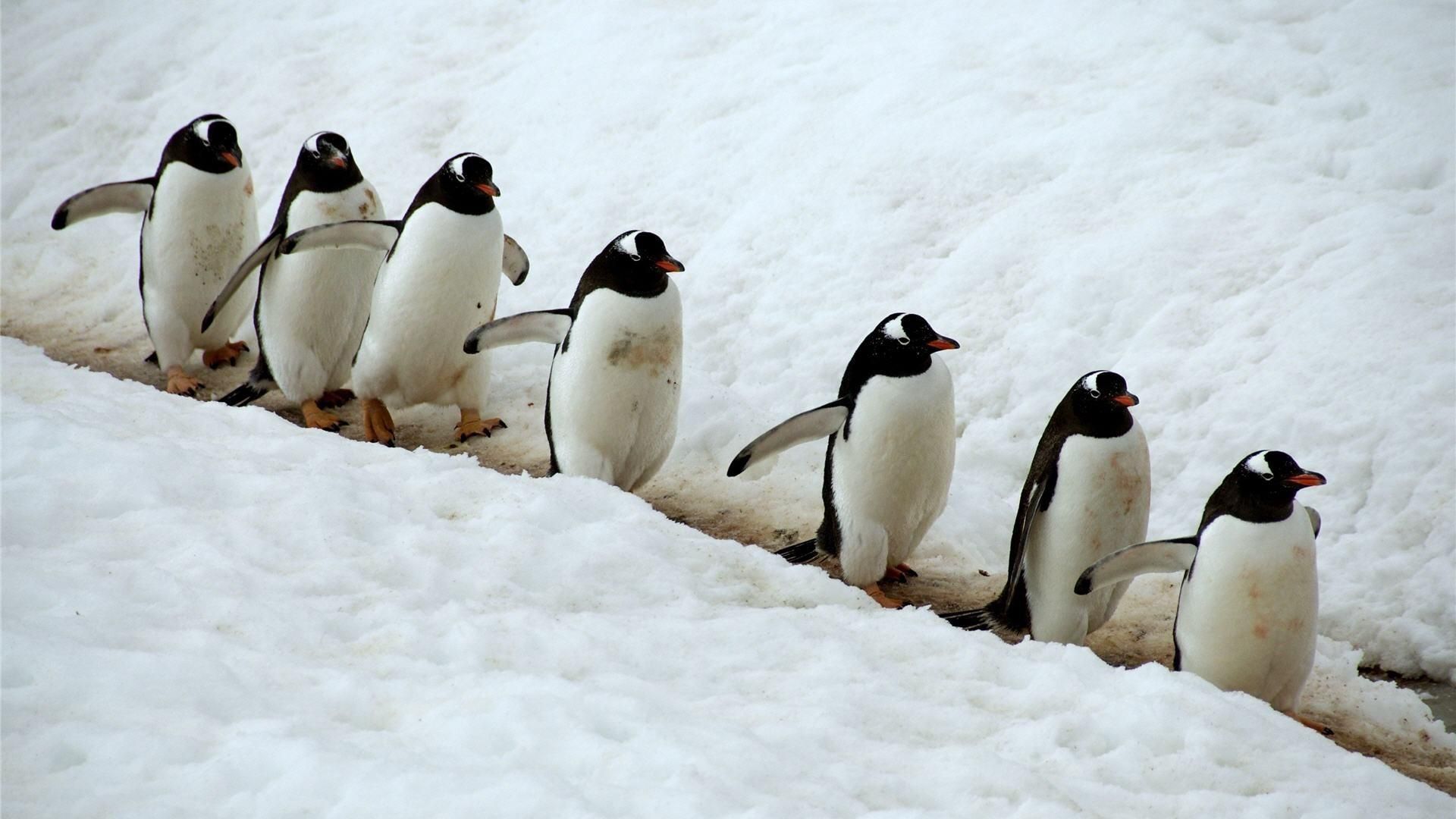 pitures of penguins