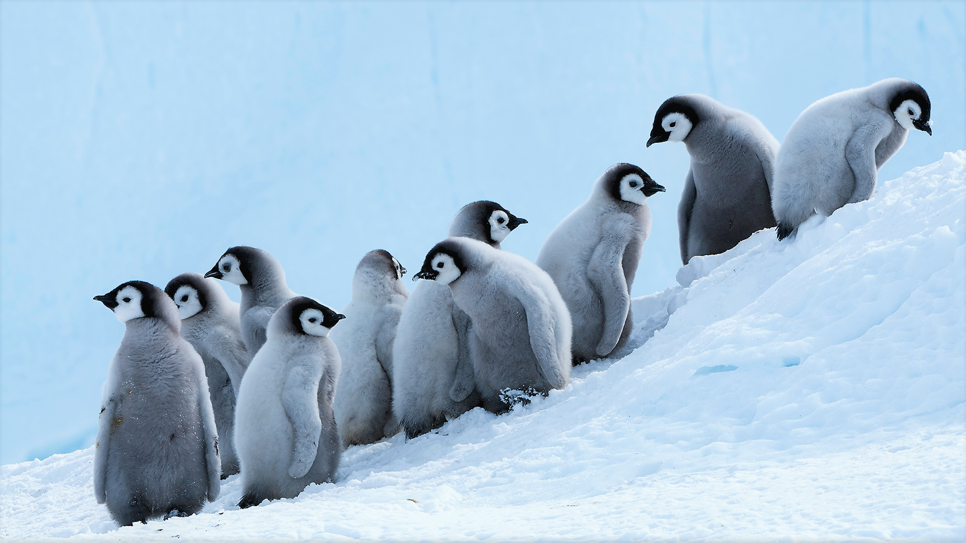 pics of penguin