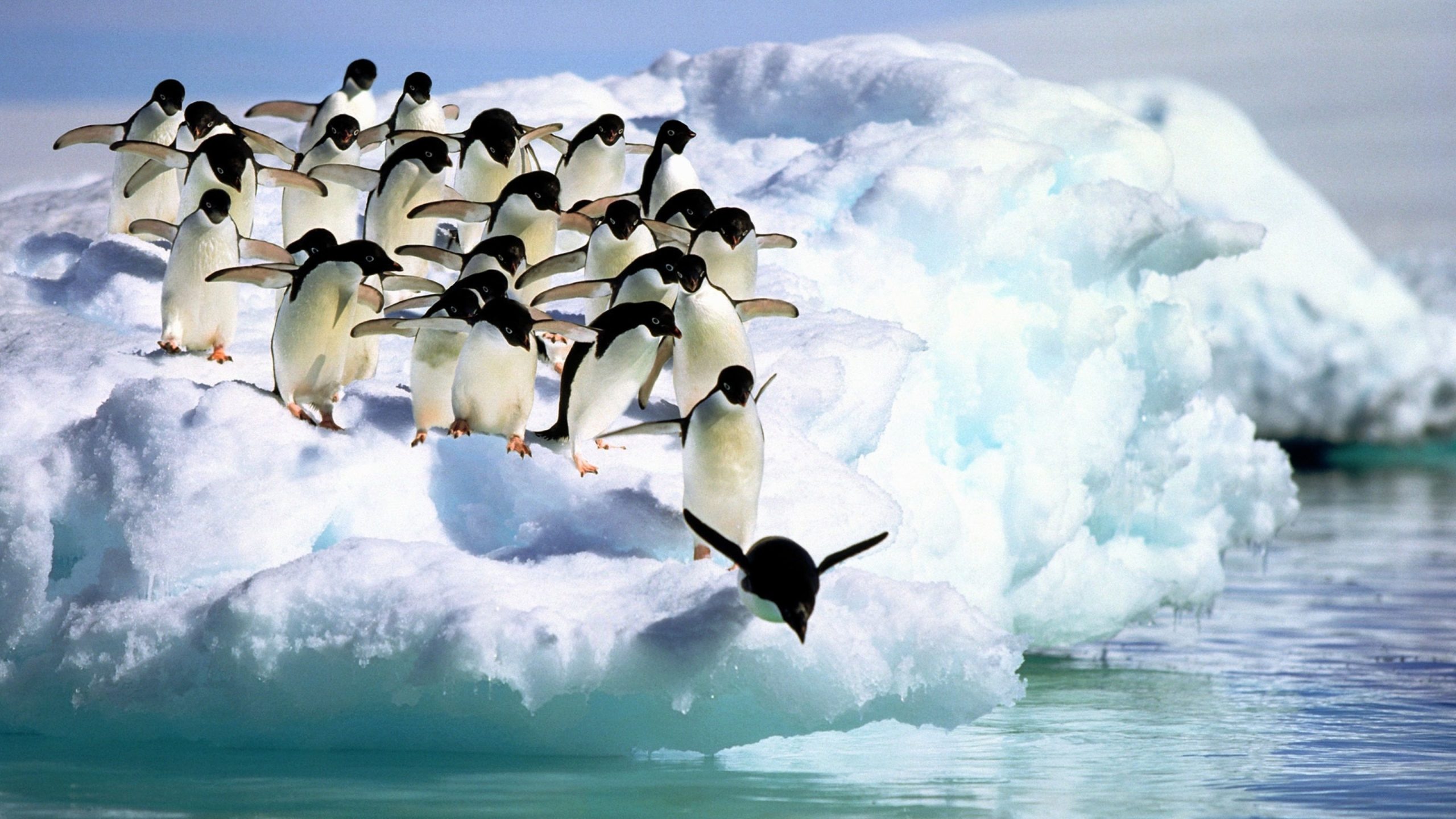 penguin wallpaper