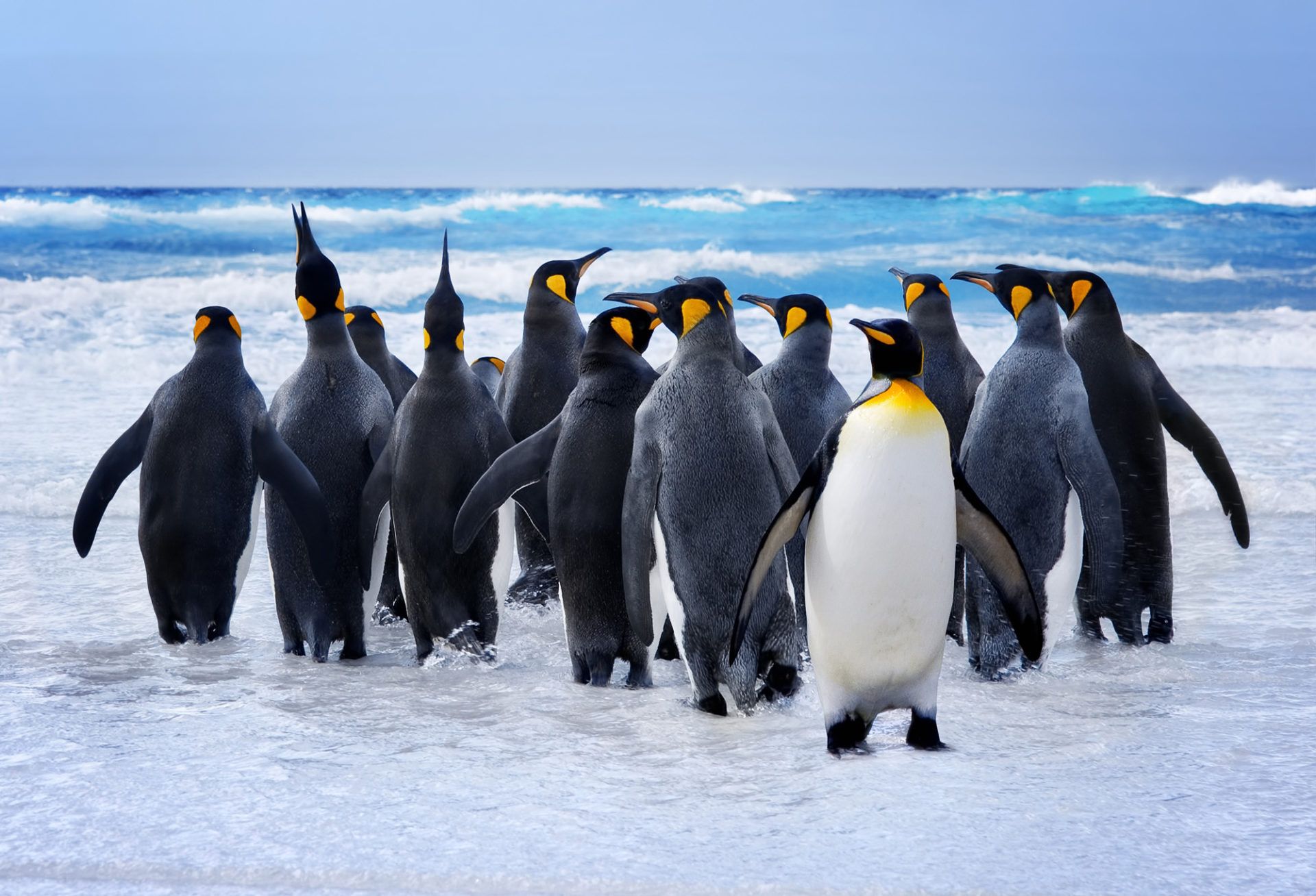 penguins backgrounds