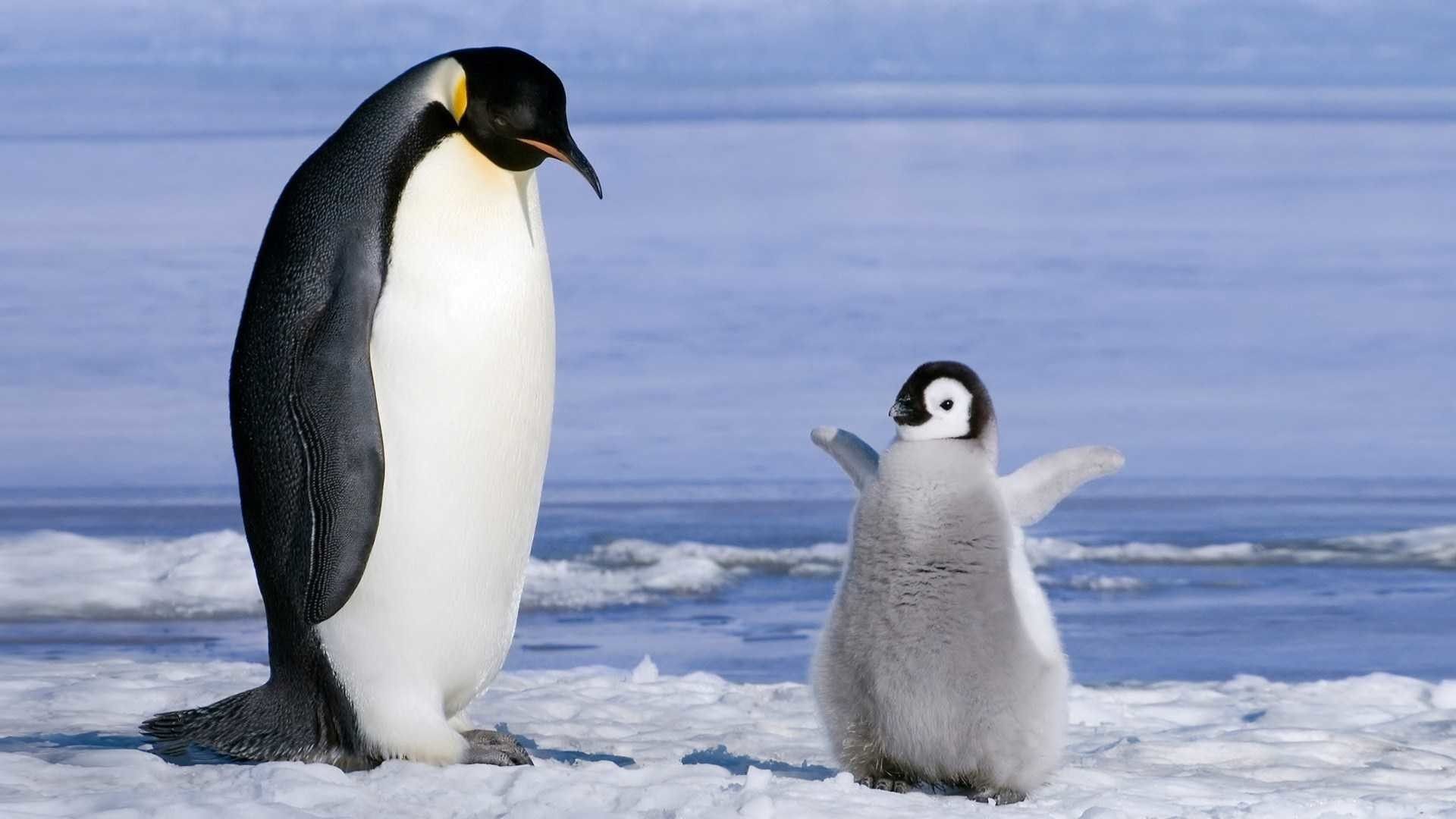 penguin desktop wallpaper