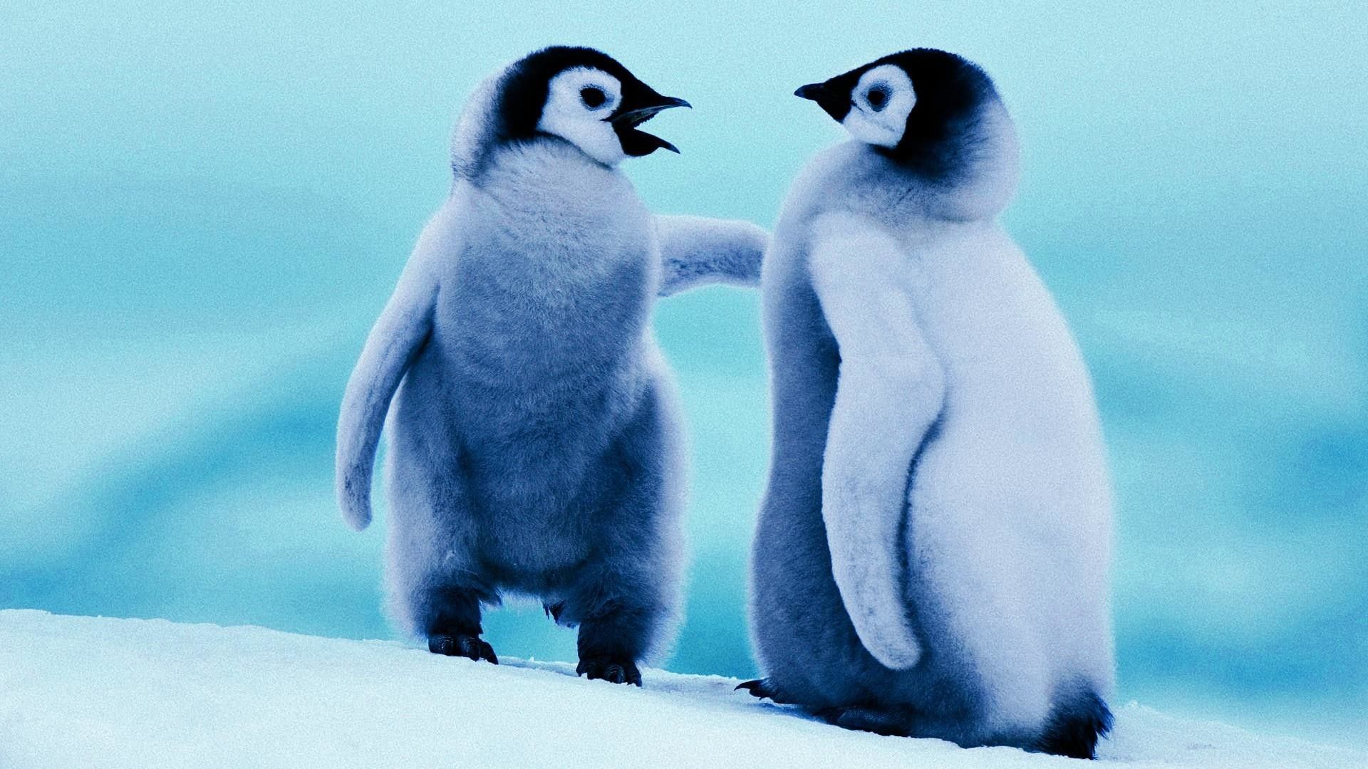 penguin images free download