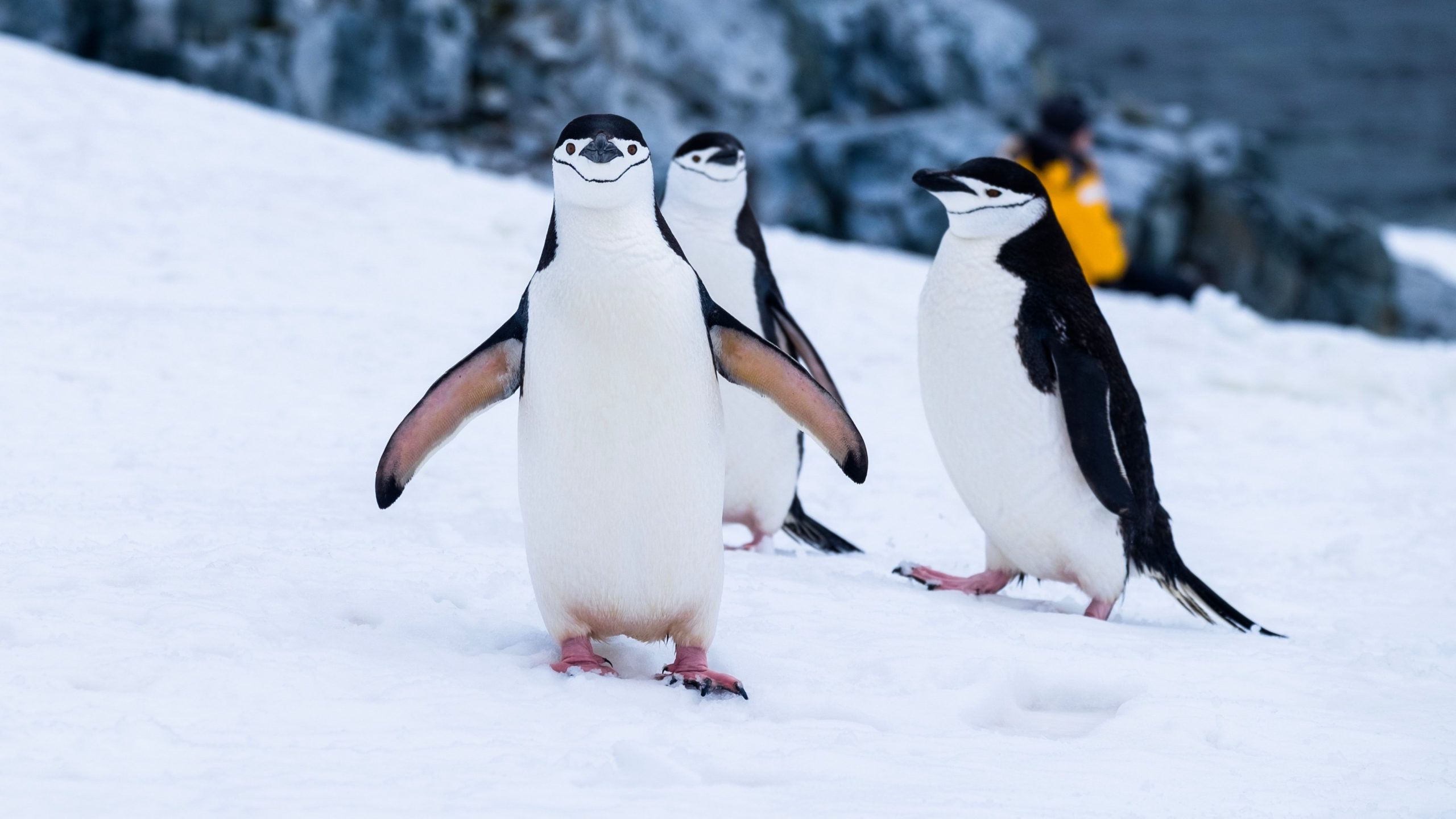 penguins desktop backgrounds