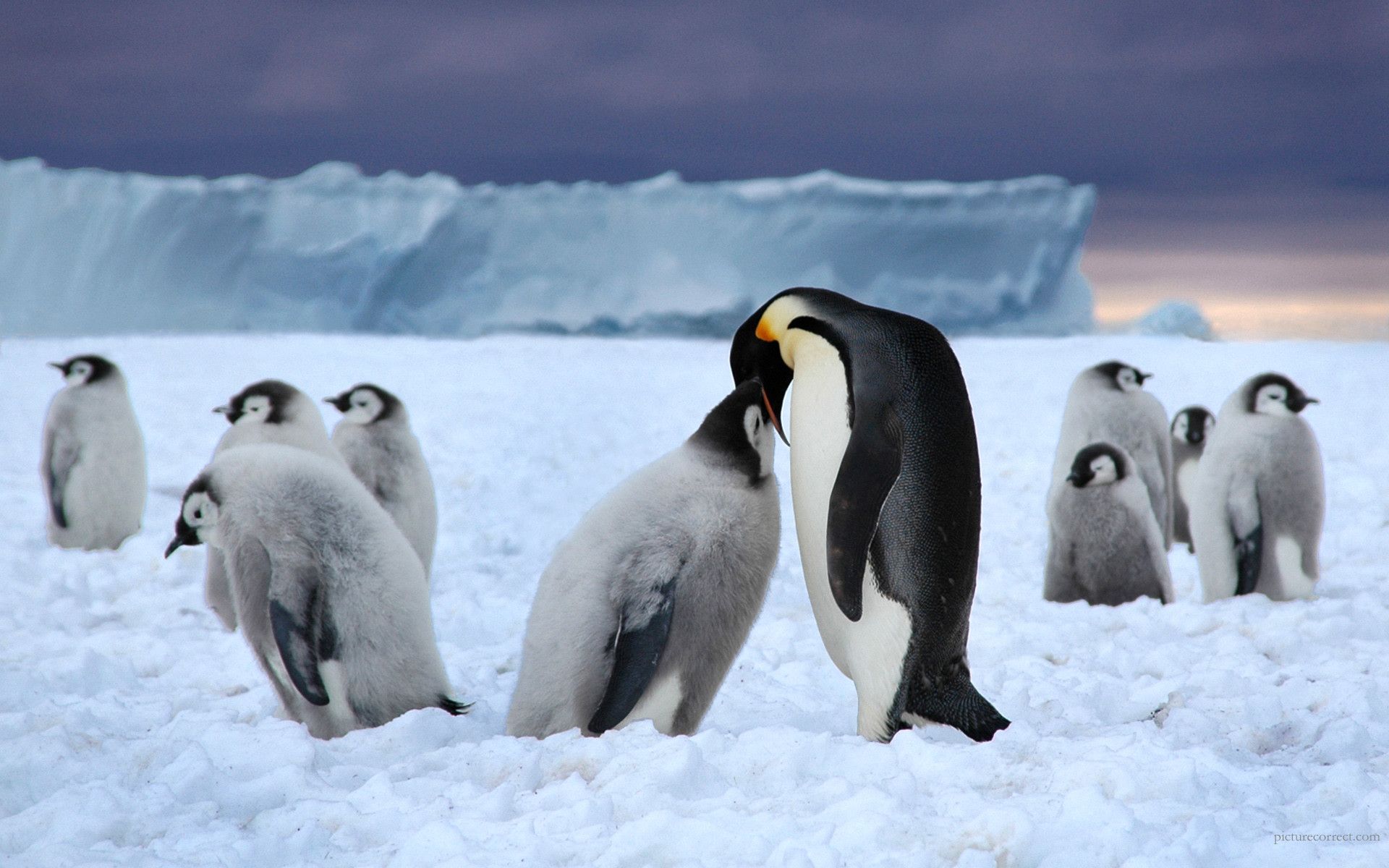 image of penguin