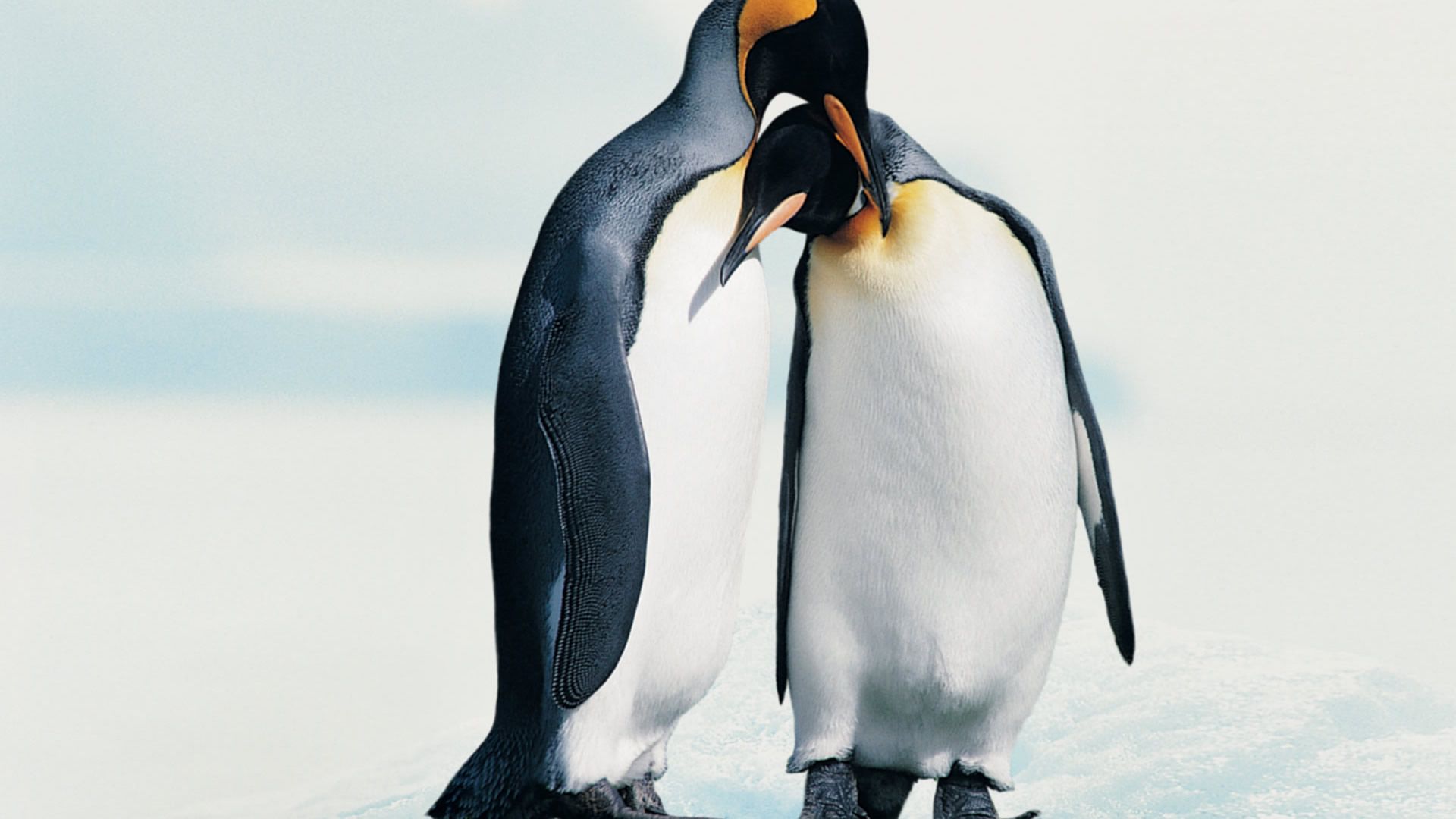 penguin jpg
