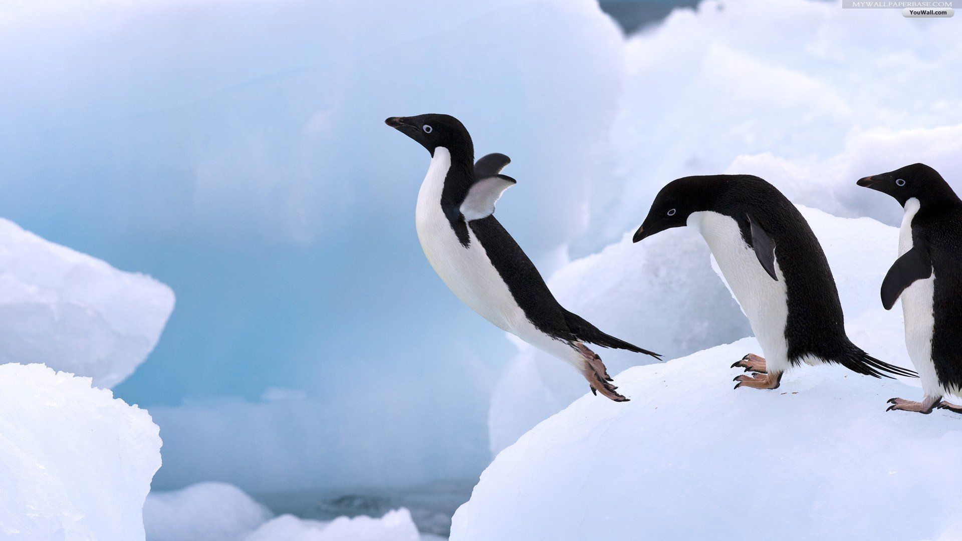 images of penguins hd