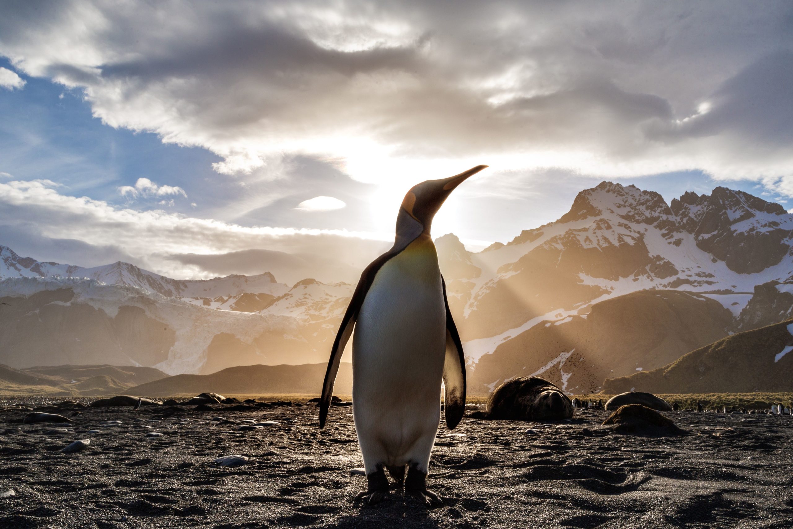 king penguin pictures