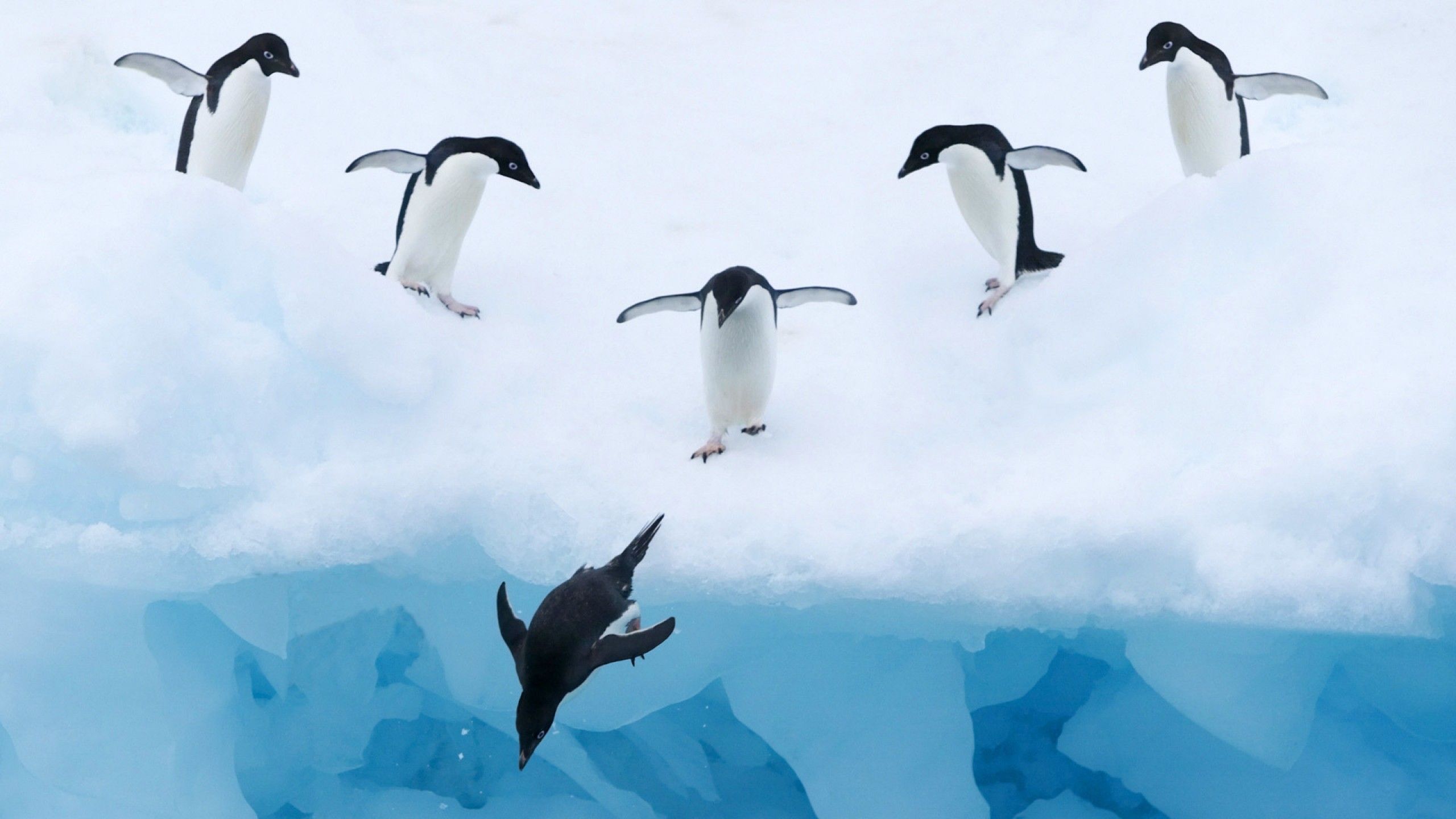 penguin photos free