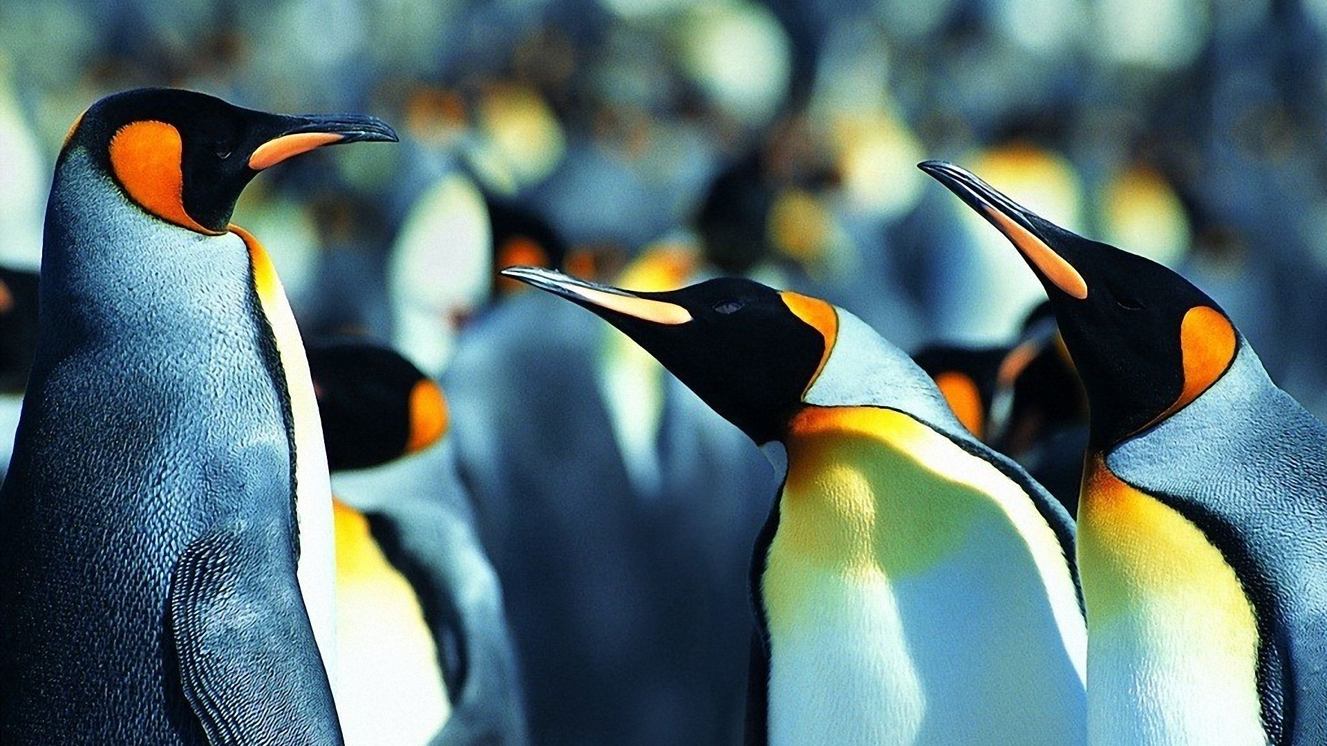 cool penguin background