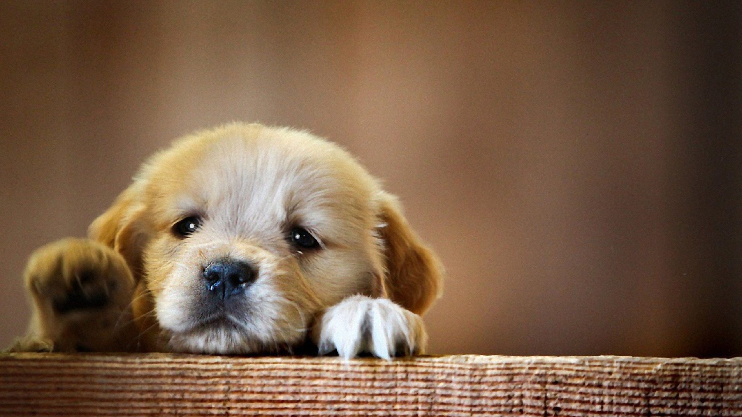 Wallpapers Cute Puppies posted by Sarah Mercado