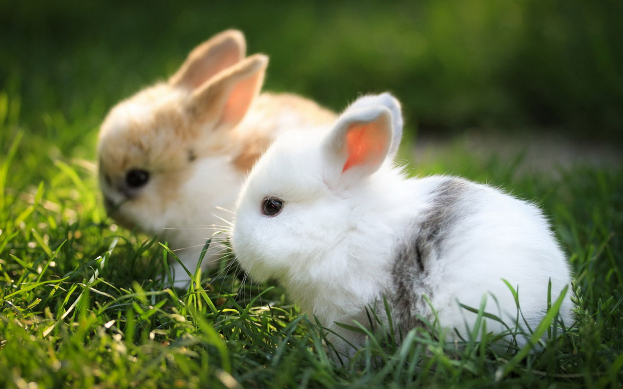 photos of bunnies