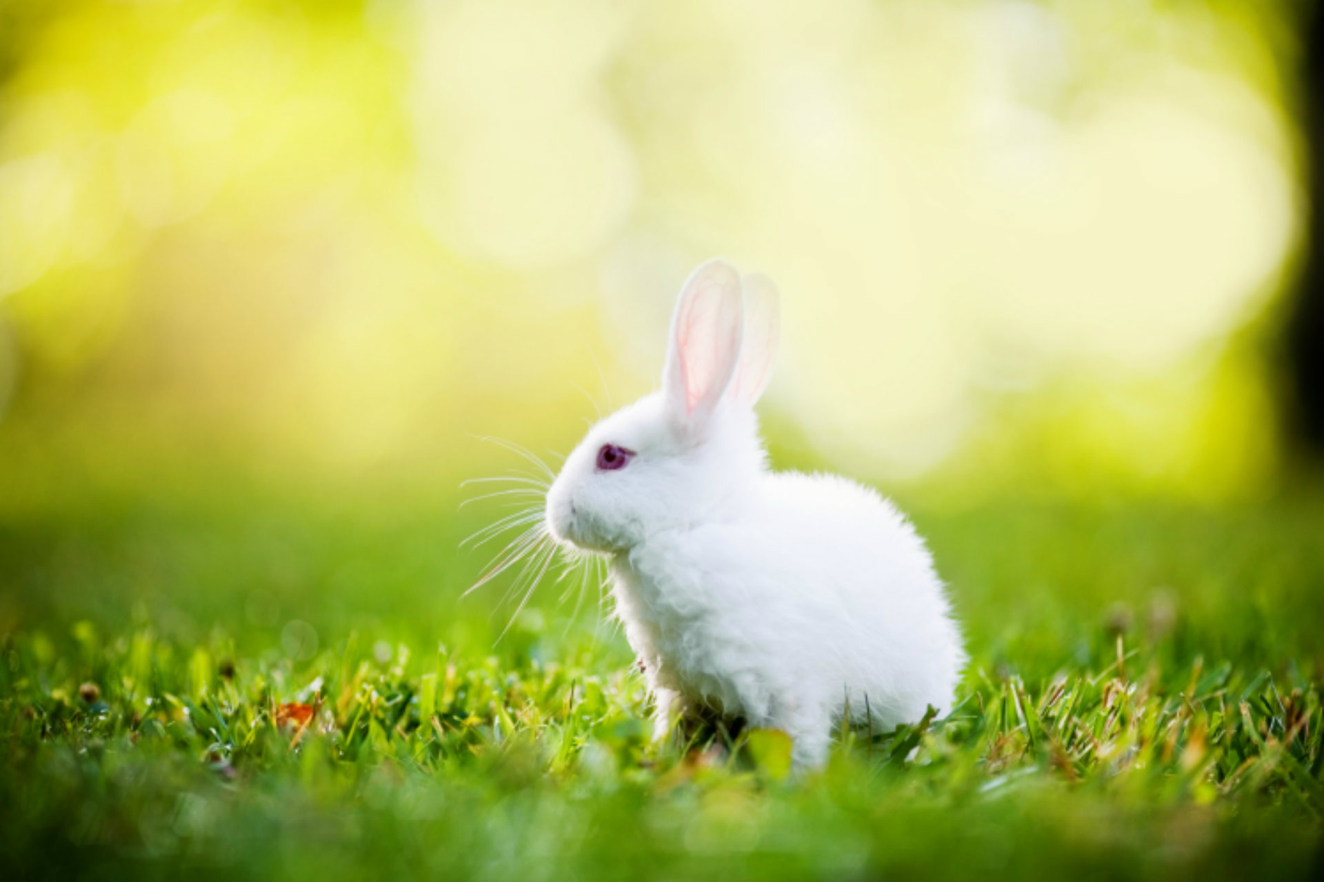 photos of bunny