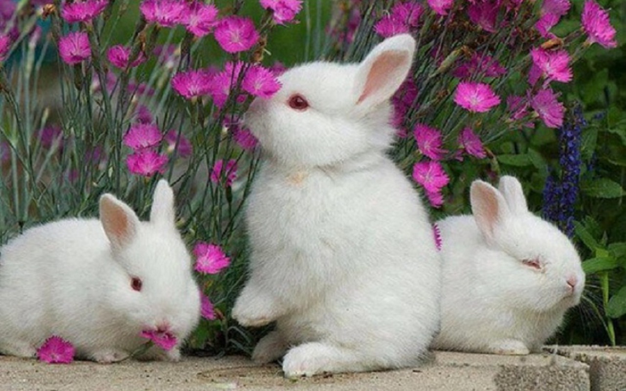 rabbit pictures