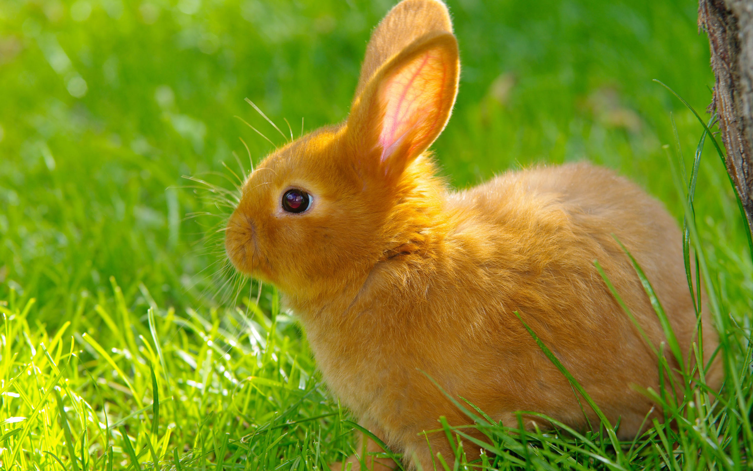images of rabbit
