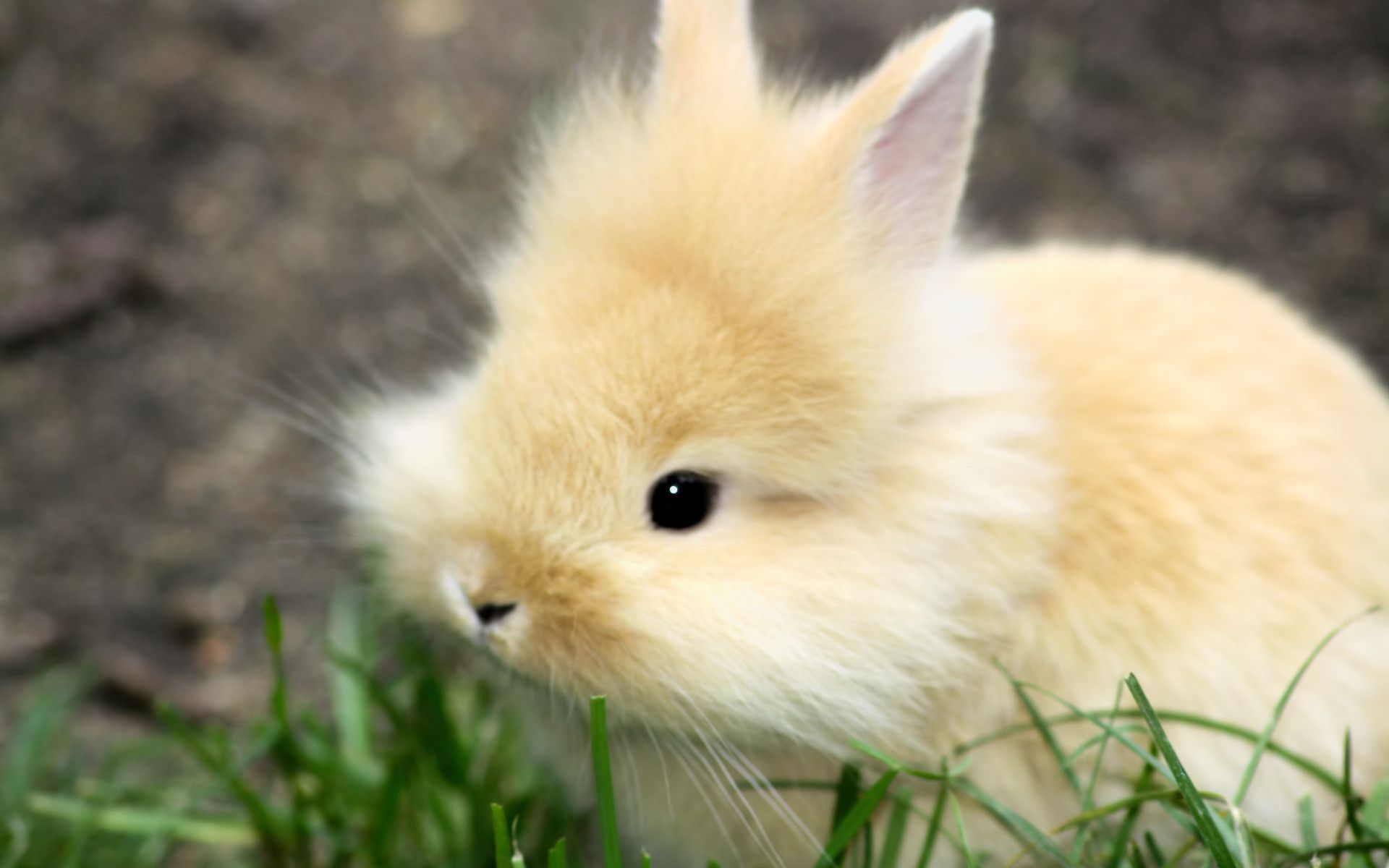 bunny images