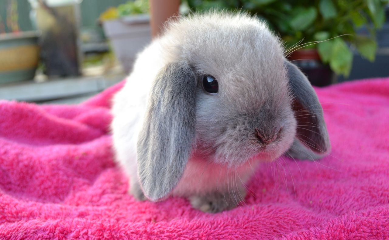 show me pictures of rabbits