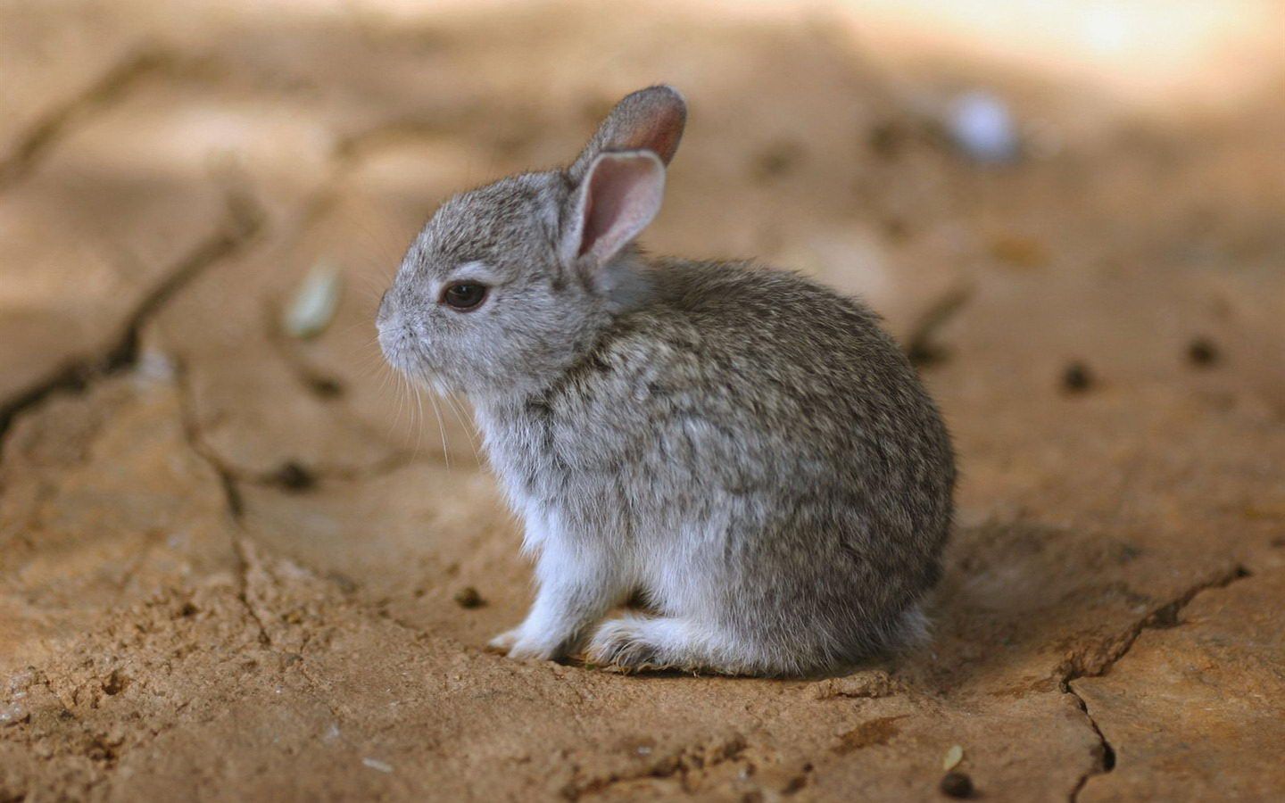 rabbit images free download