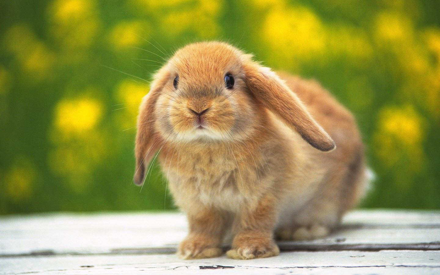 cute rabbit images hd