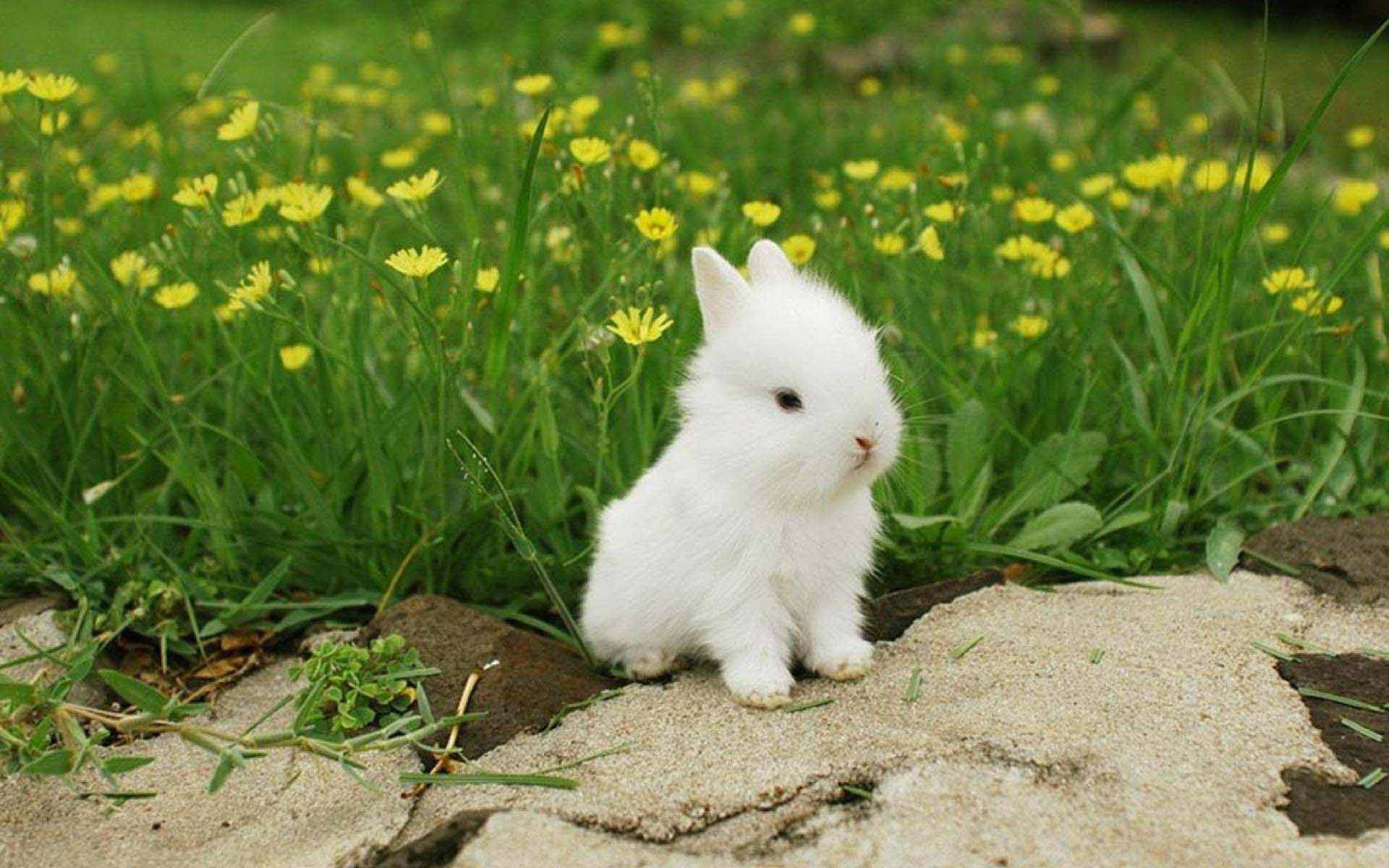 pictures of bunny rabbits
