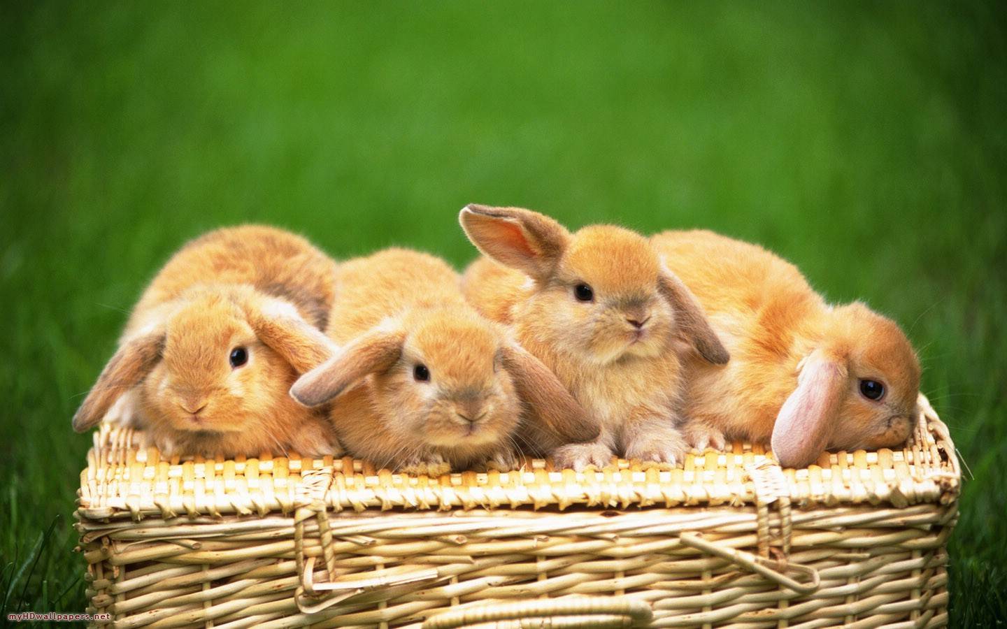 pics of bunnies