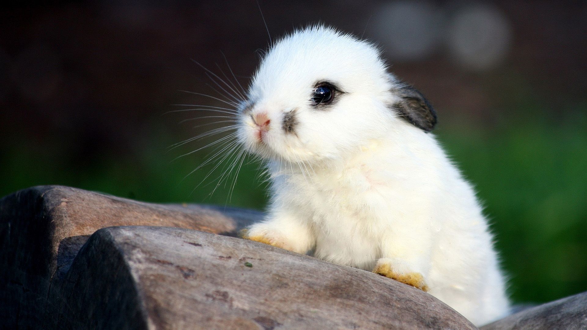 a picture of a rabbit