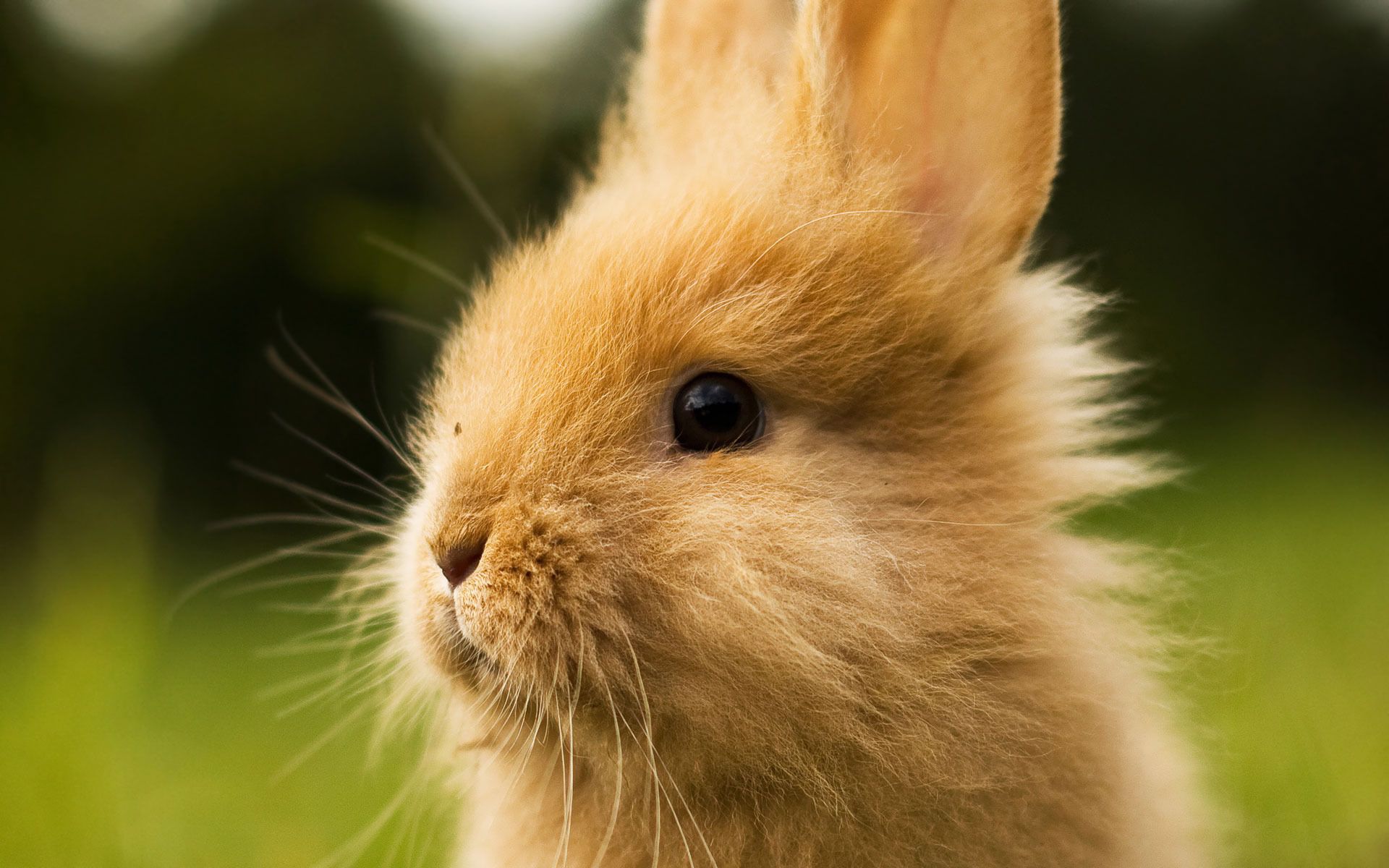 photos of bunny rabbits