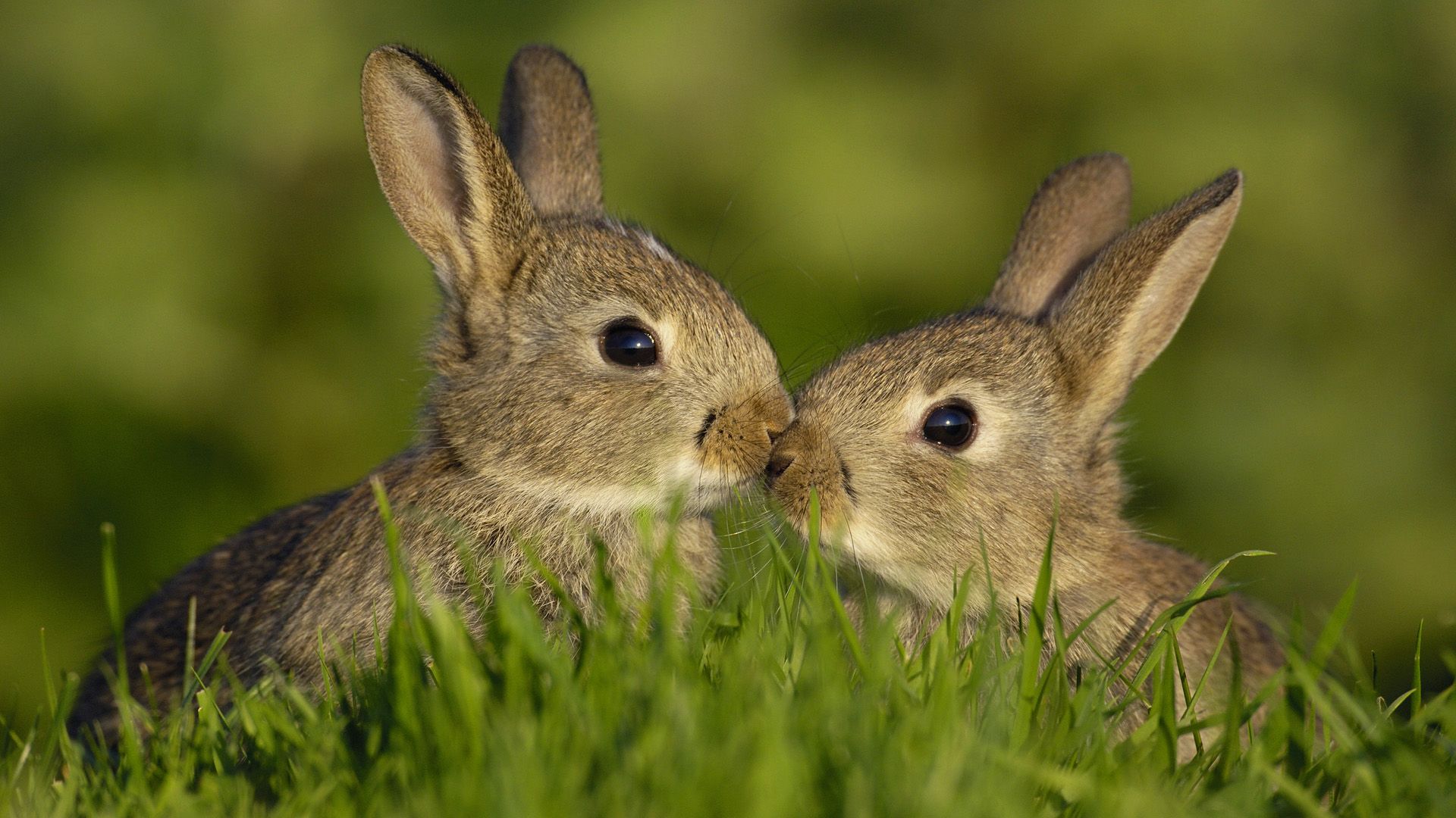 rabbit pictures free