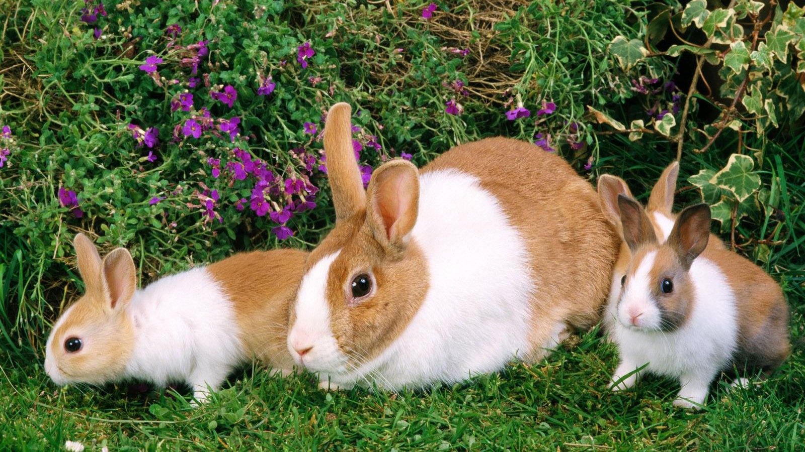 pictures of a bunny