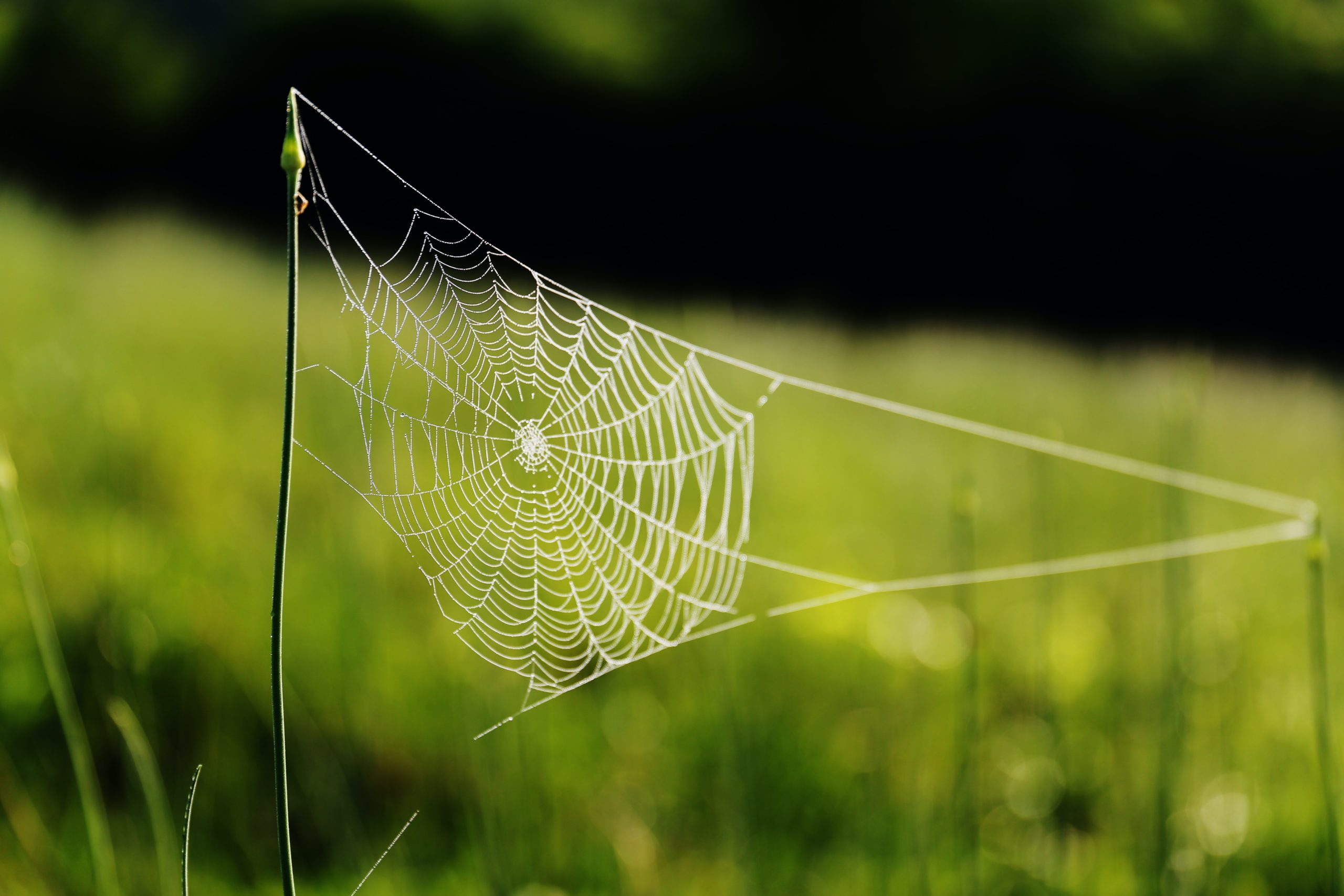 Green spider web wallpaper