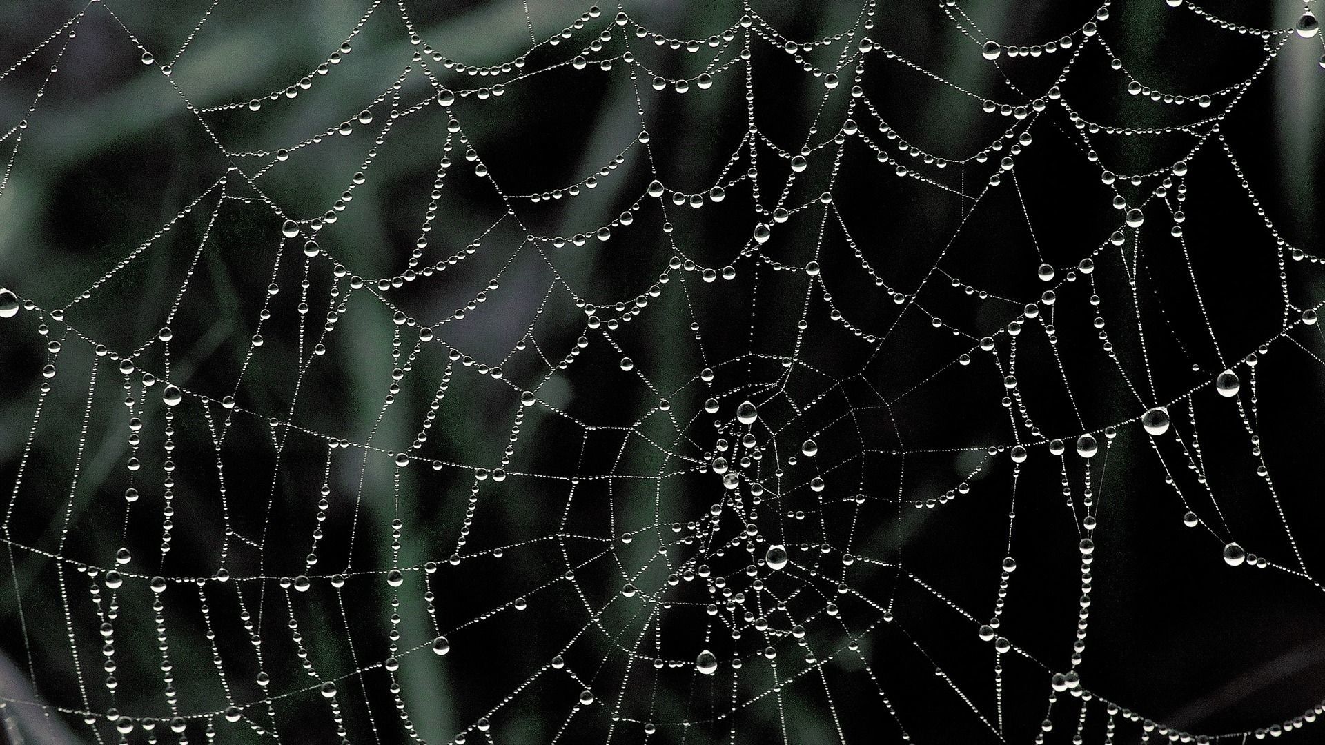 cute spider web wallpaper