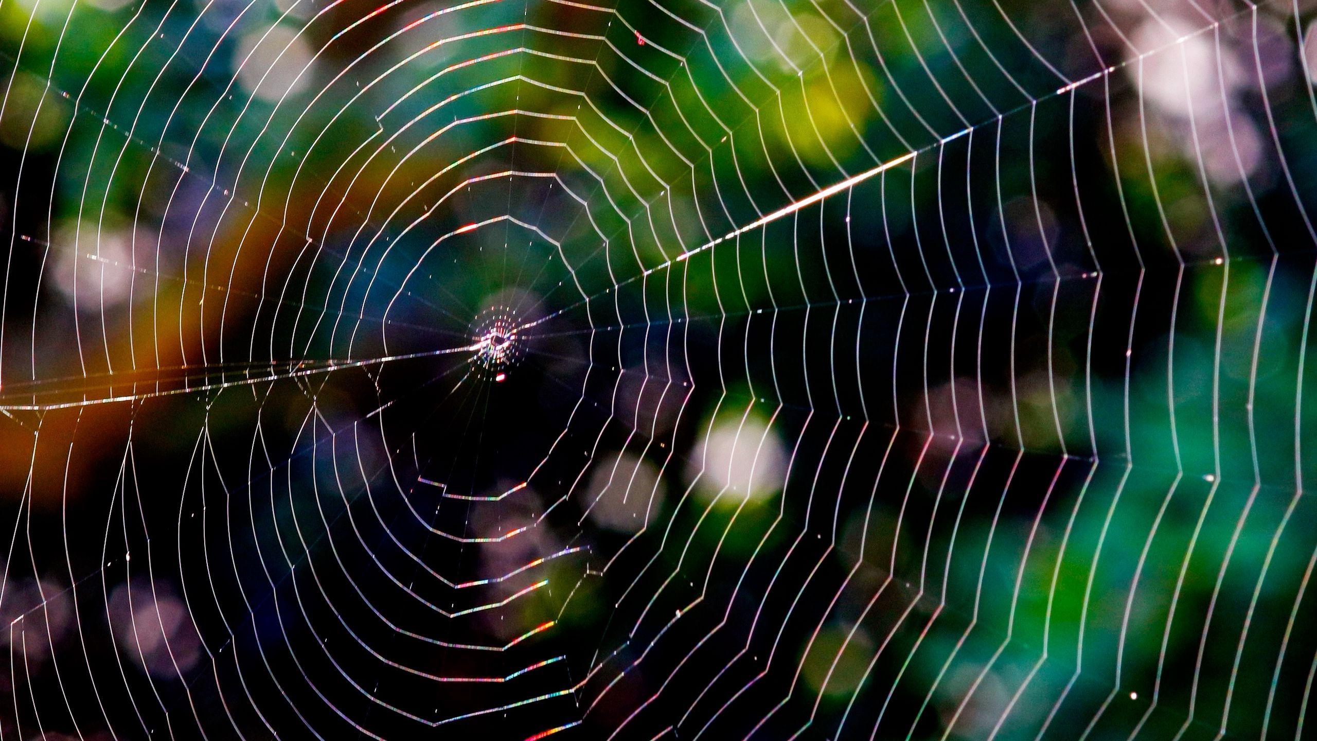 cartoon spider web wallpaper