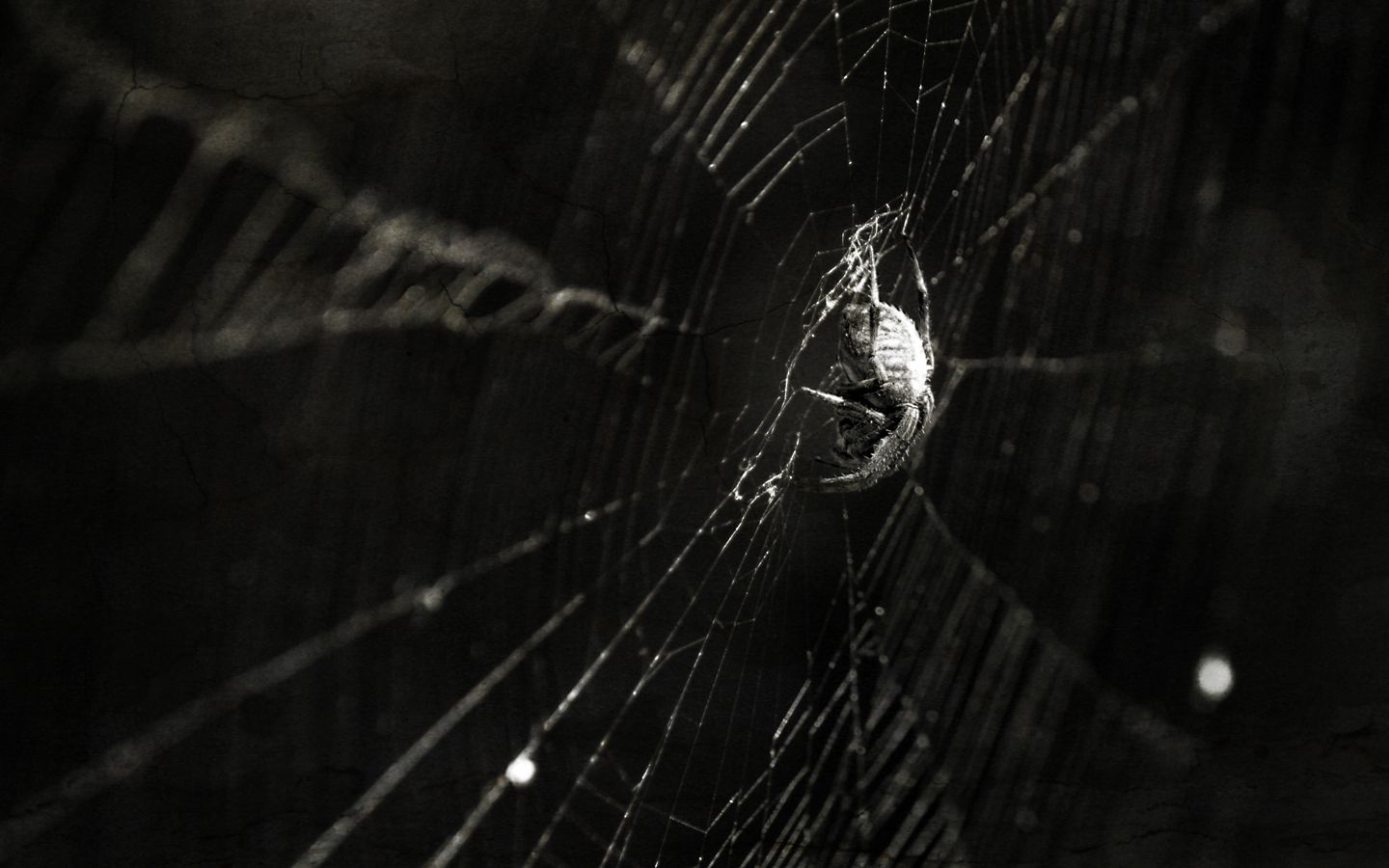 spider web wallpaper iphone