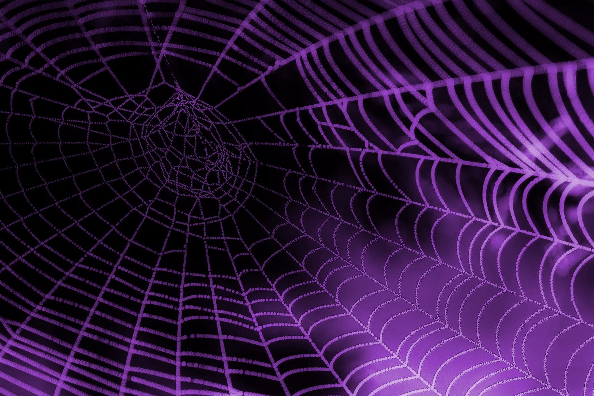 spider web wallpaper background