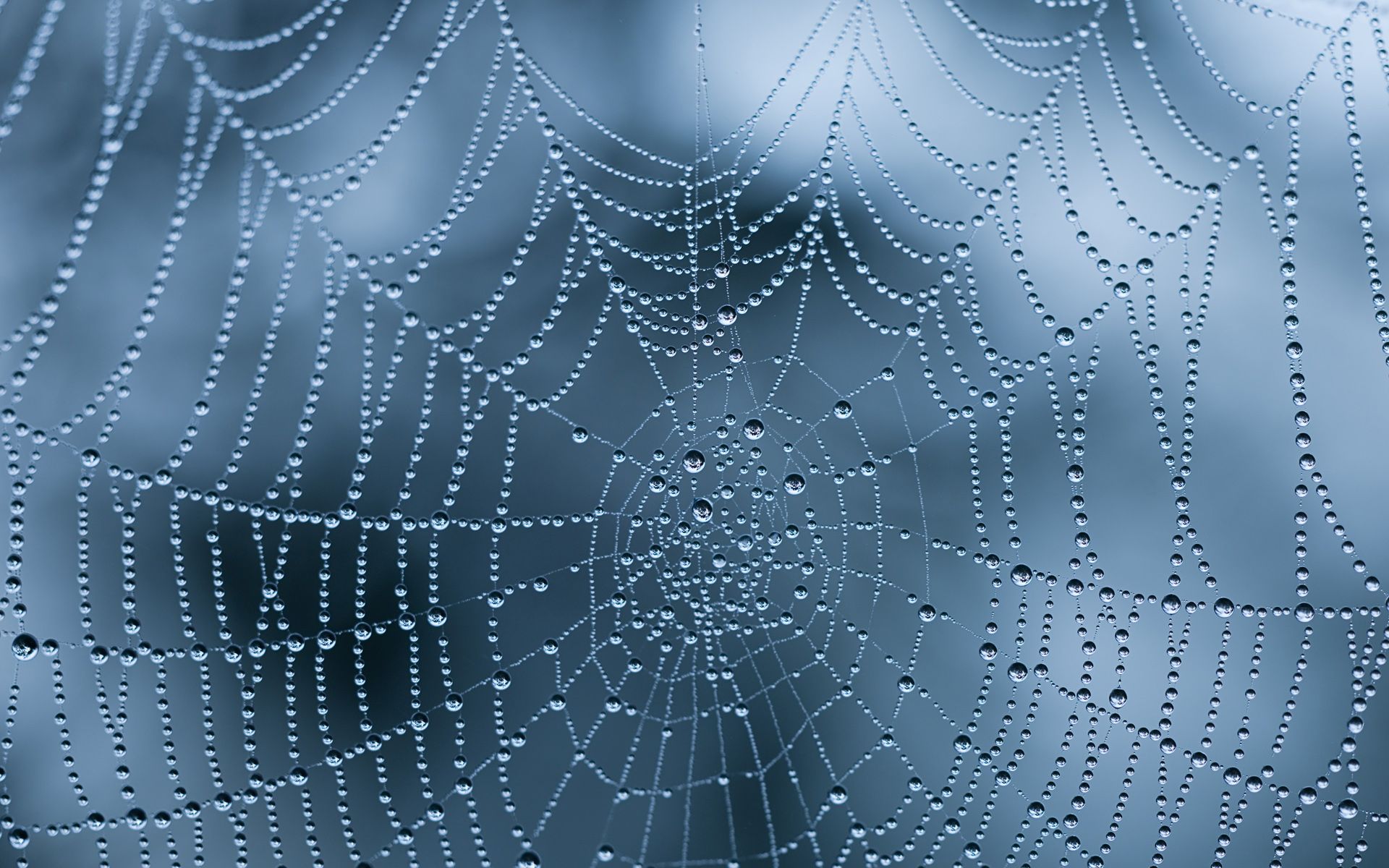 spider web wallpaper color
