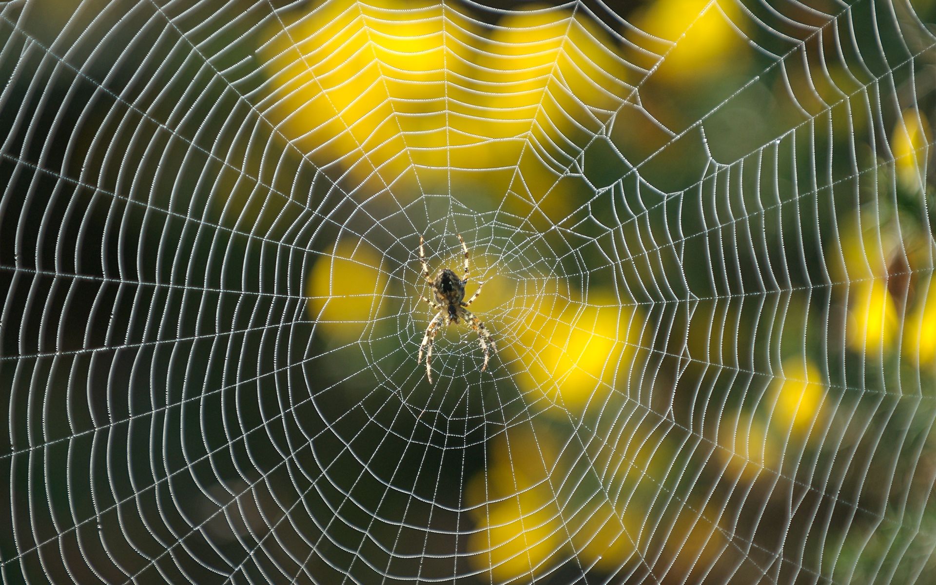 spider web wallpaper desktop
